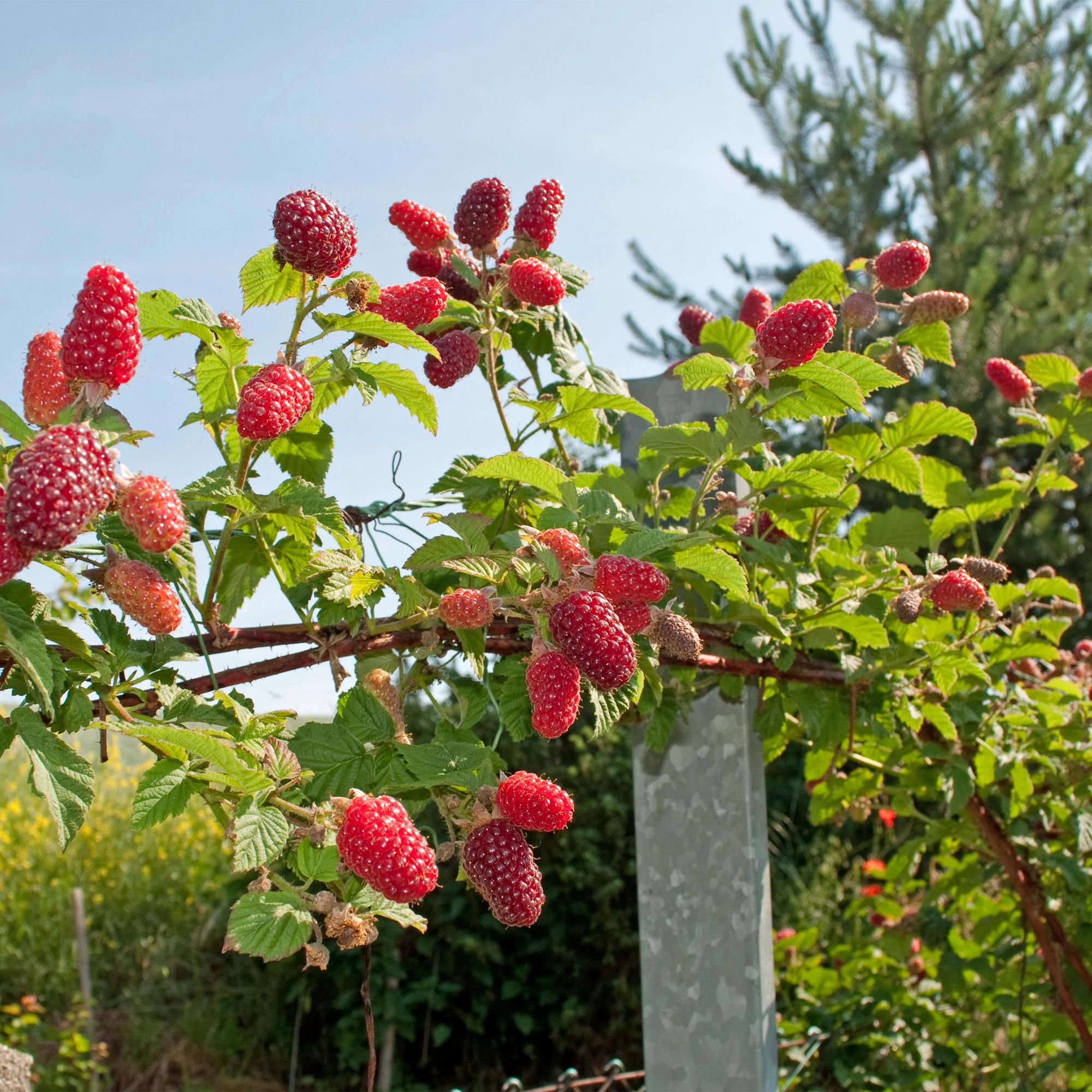 Taybes - Rubus Tayberry  - Rode Vrucht - 2 planten -  Pot 11cm Hoogte 40cm