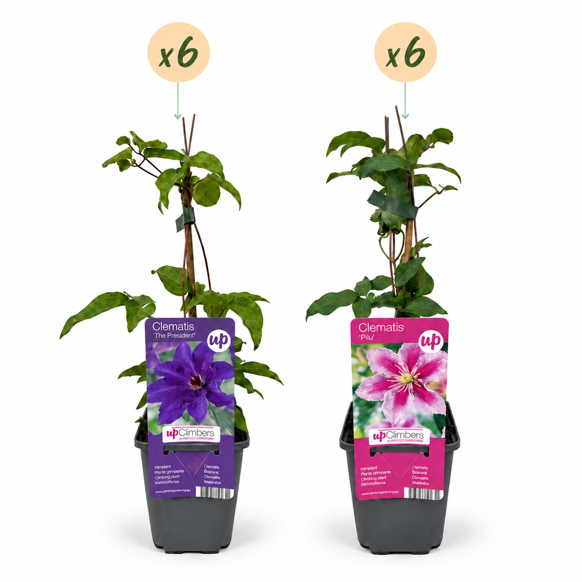 Clematis Duo Purple & Pink - Bosrank 12x - Paars - Roze - Wit - Klimplant - Ø9cm - ↕35cm
