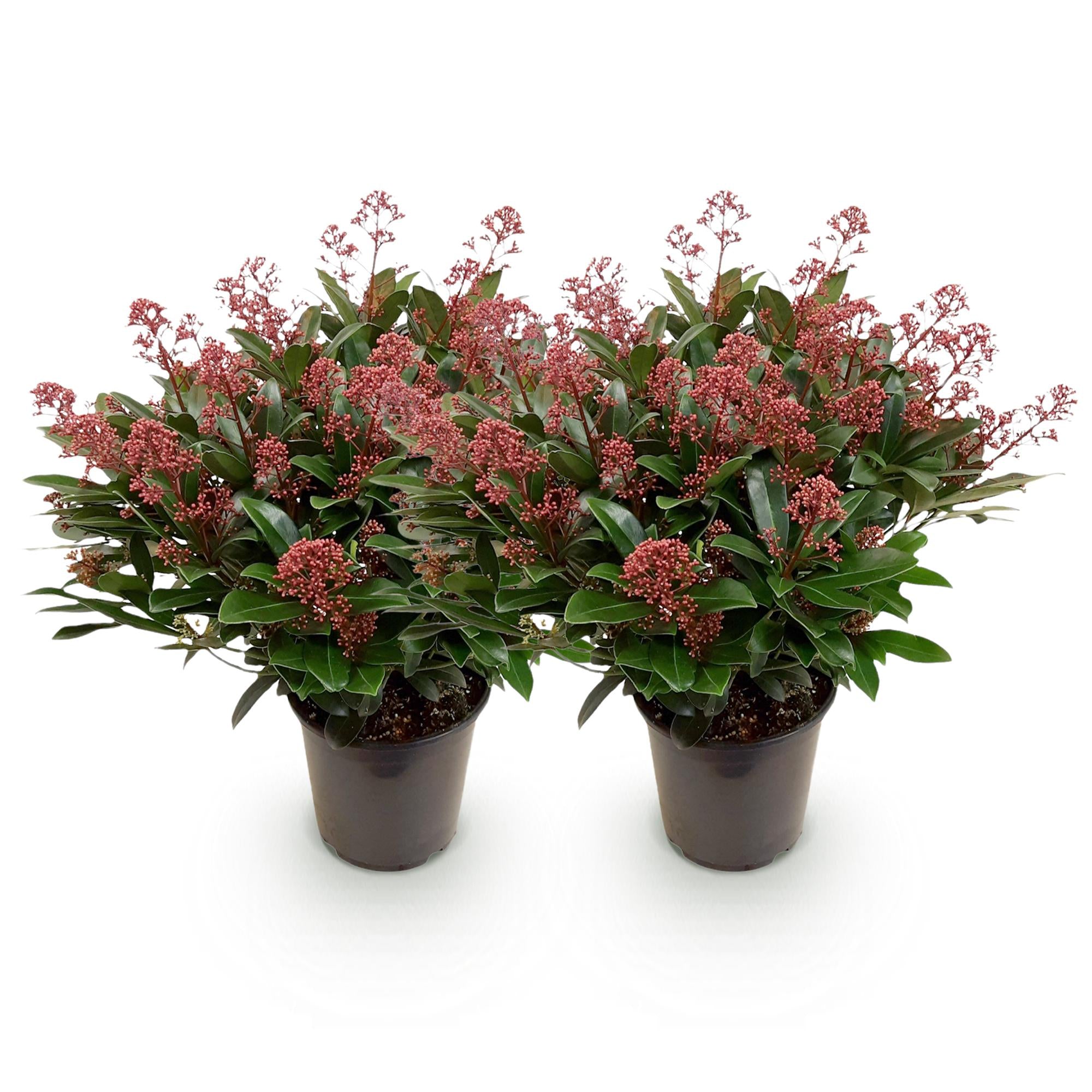 Skimmia japonica Rubella - Bloem Rood - 40+ Bloemen - 2 Plant - Winterhard - Pot 19cm Hoogte 60cm