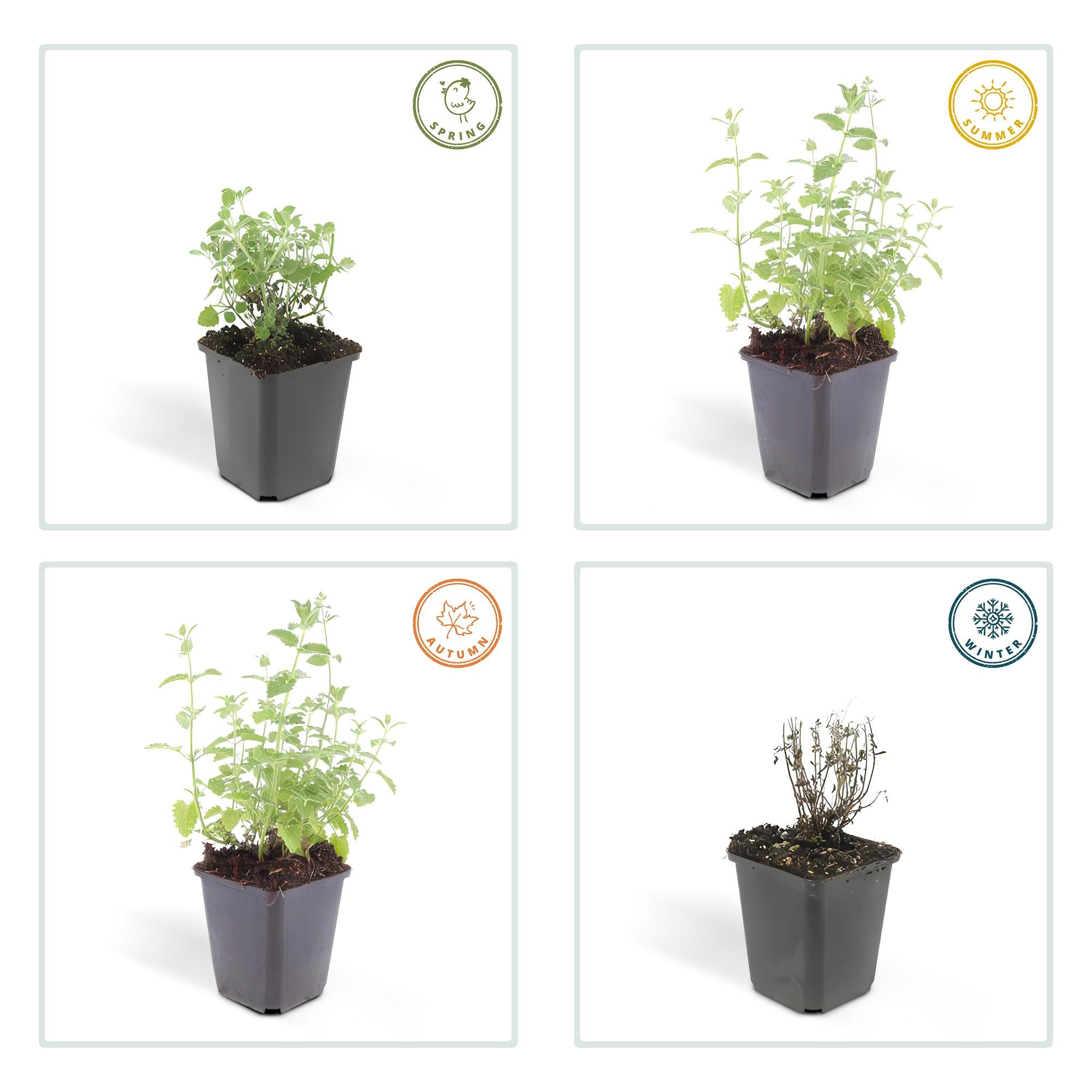 24x Nepeta 'Gigante de las Seis Colinas' - ↕10-25cm - Ø9cm