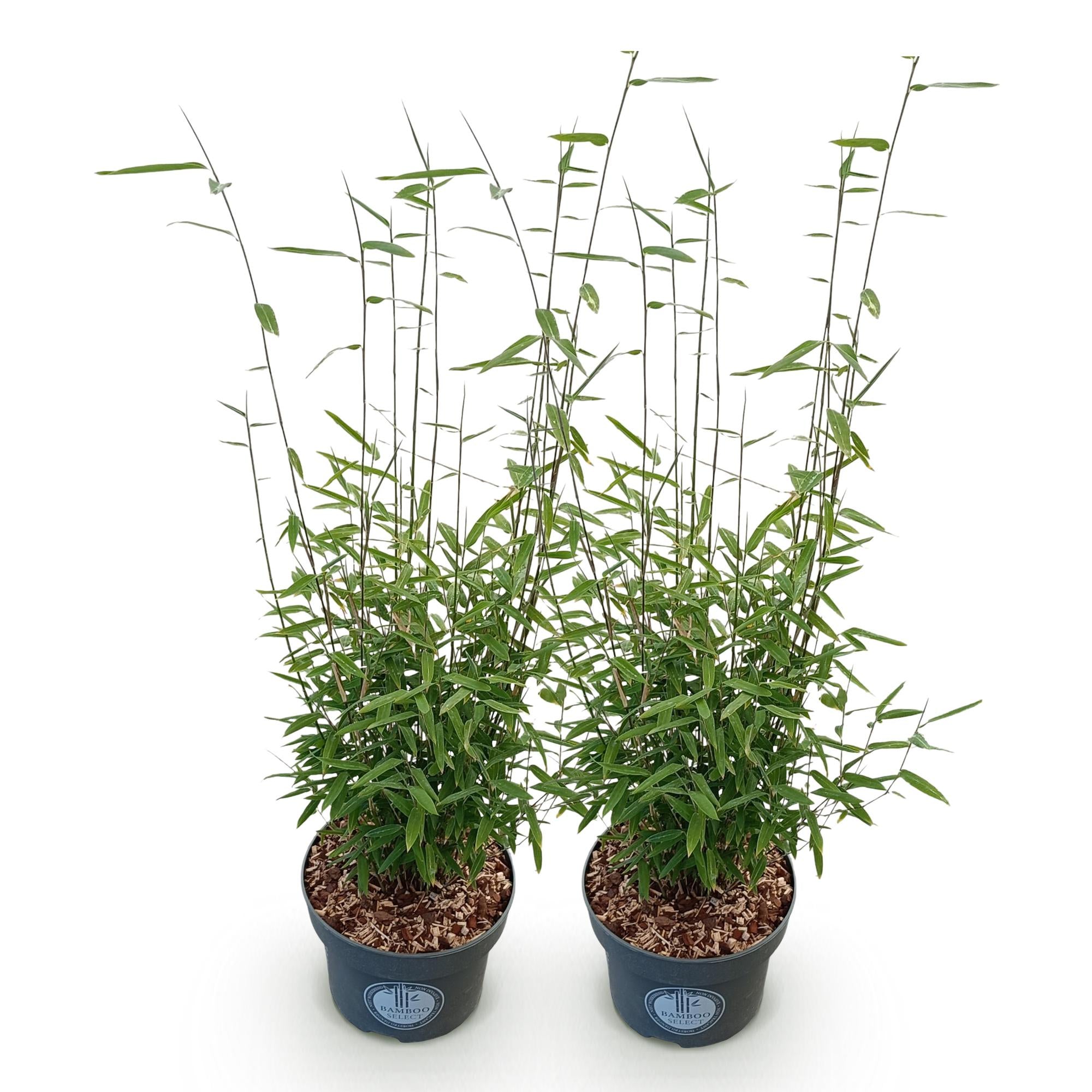 Fargesia nitida Black Dragon - Niet Woekerende Bamboe - Bladhoudend - Groen - 2 Planten - Pot 23 cm - Hoogte 80 cm