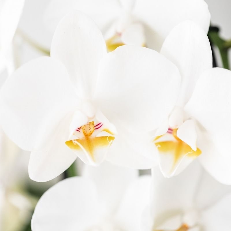 Kolibri Orchids | Witte Phalaenopsis orchidee - Niagara Fall White - Ø9cm