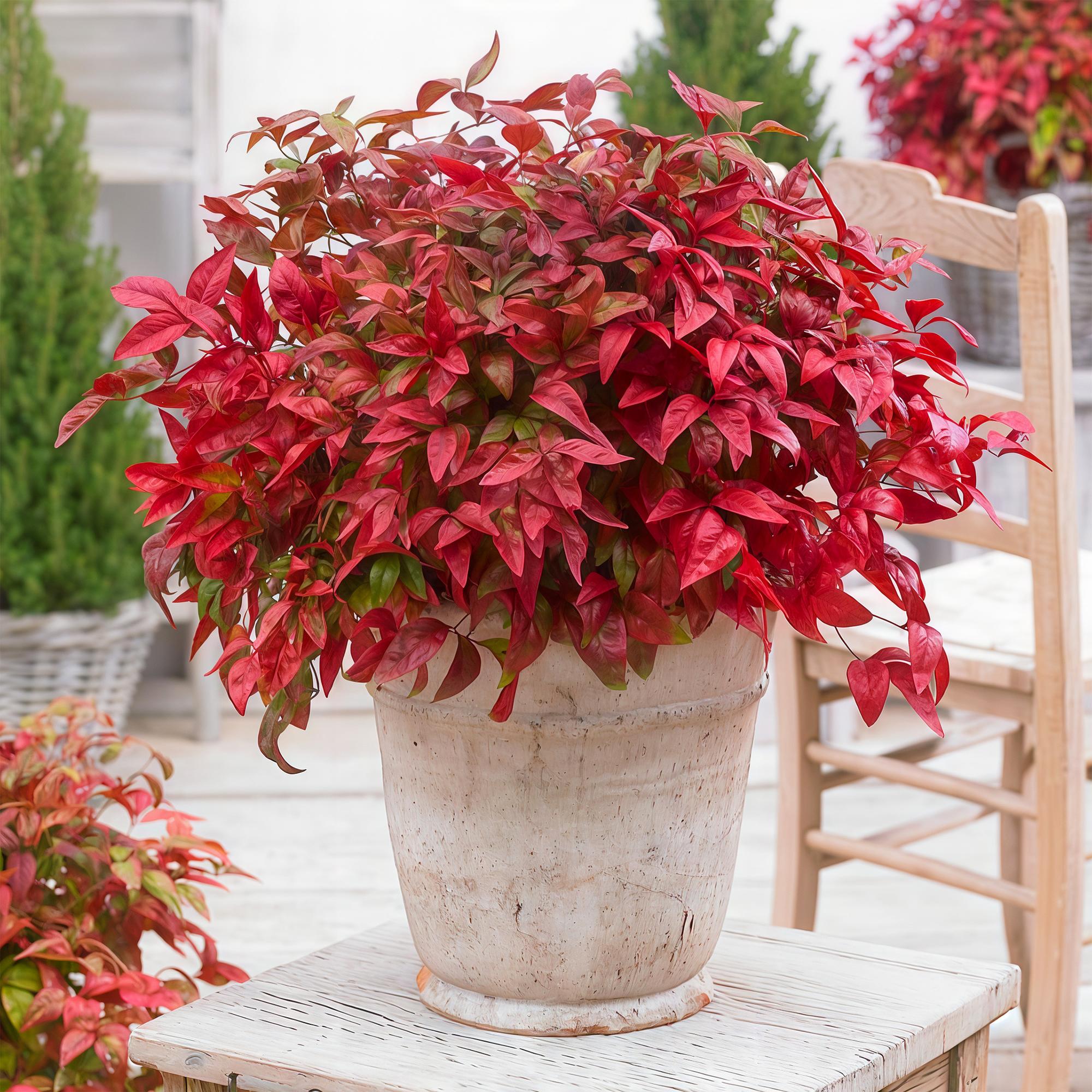 Nandina Blush Pink - Donker Roze - 2 Planten - Groenblijvend - Weinig Onderhoud - Pot 17cm Hoogte 40cm