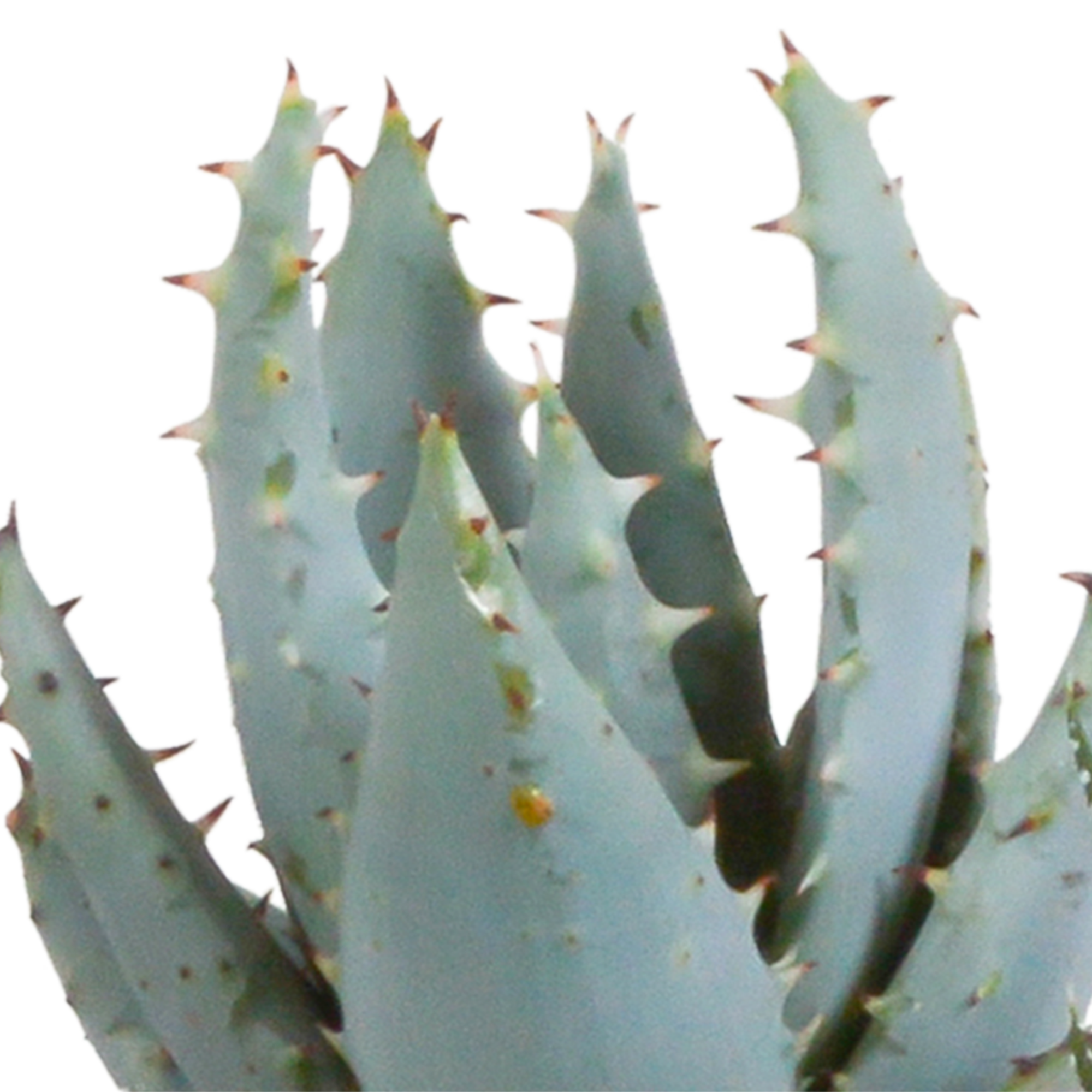 Gasteria/Haworthia mix 5,5cm - in witte pot - 5x