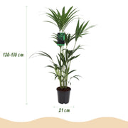Howea Forsteriana - Kentia Palm - Weinig Onderhoud - Groen - 1 Plant - met Potter Grijs - Pot 21cm - Hoogte 120-130cm