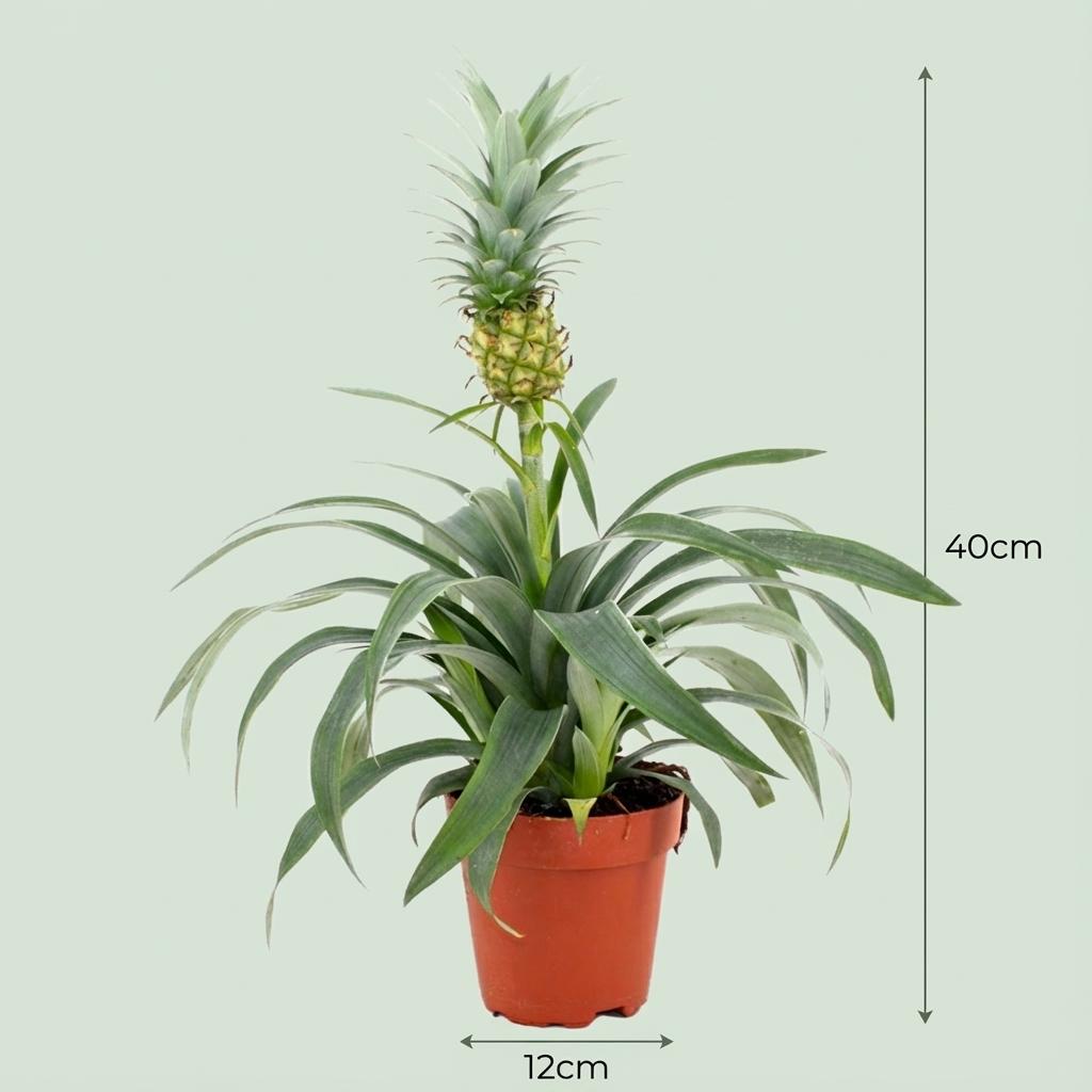 Ananasplant Mi Amigo - 4 Stuks - Ø 12 cm - Hoogte: 35 - 40 cm
