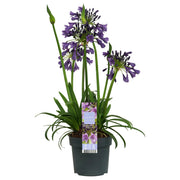 Agapanto 'Poppin Purple' - Ø19 cm - ↕30 cm