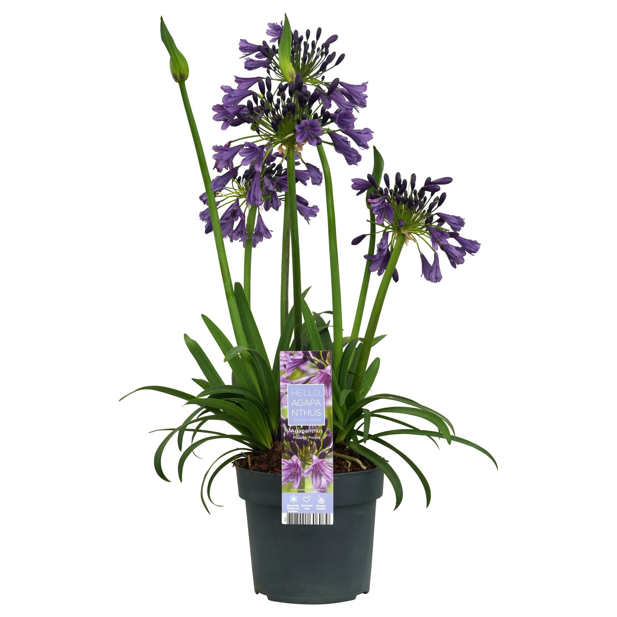 Agapanto 'Poppin Purple' - Ø19 cm - ↕30 cm
