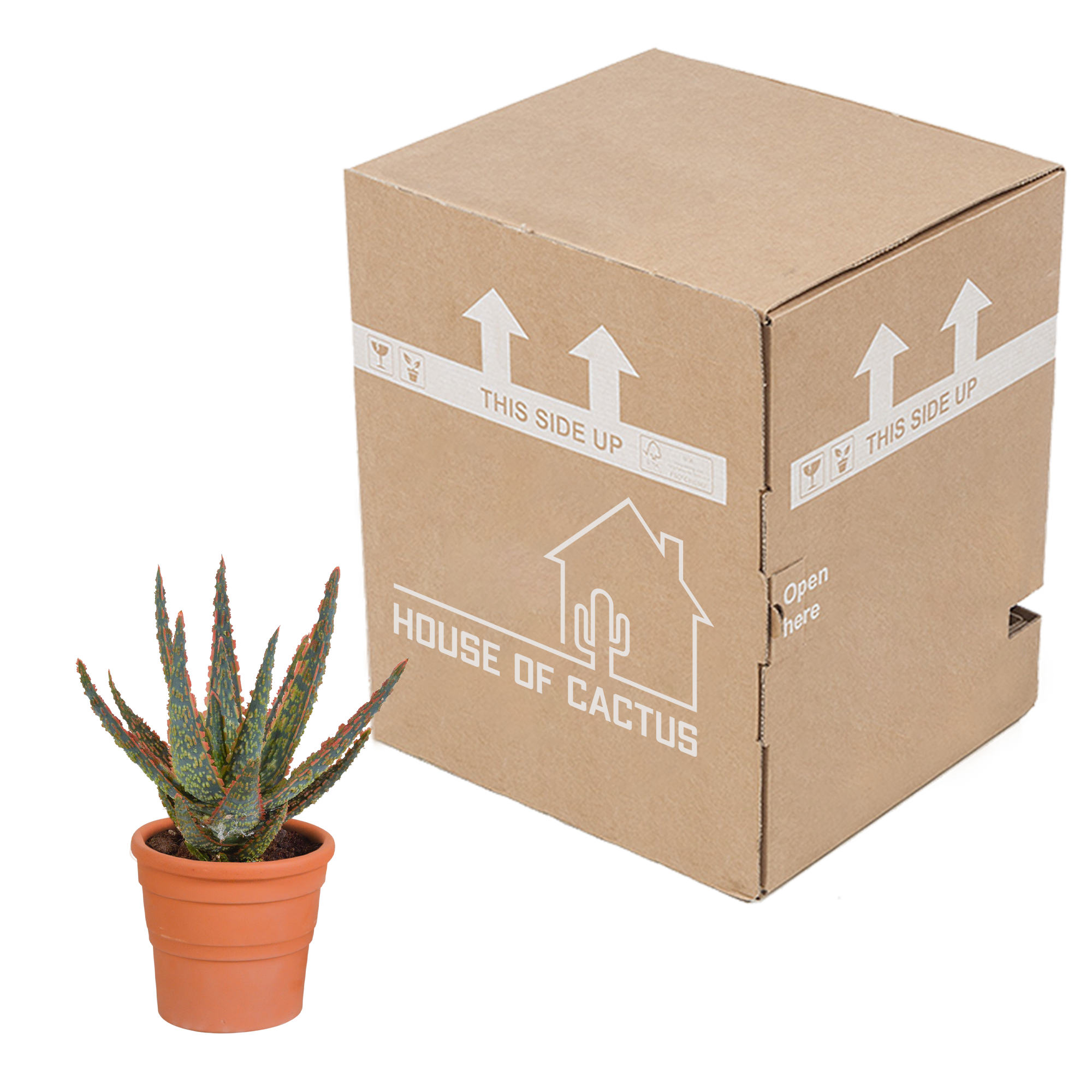 Aloë zebrina Dannyz 10,5cm - in terracotta pot