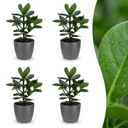 Clusia Princess - Clusia - 4x - met Potter Grijs - Pot 12cm - Hoogte - 40cm