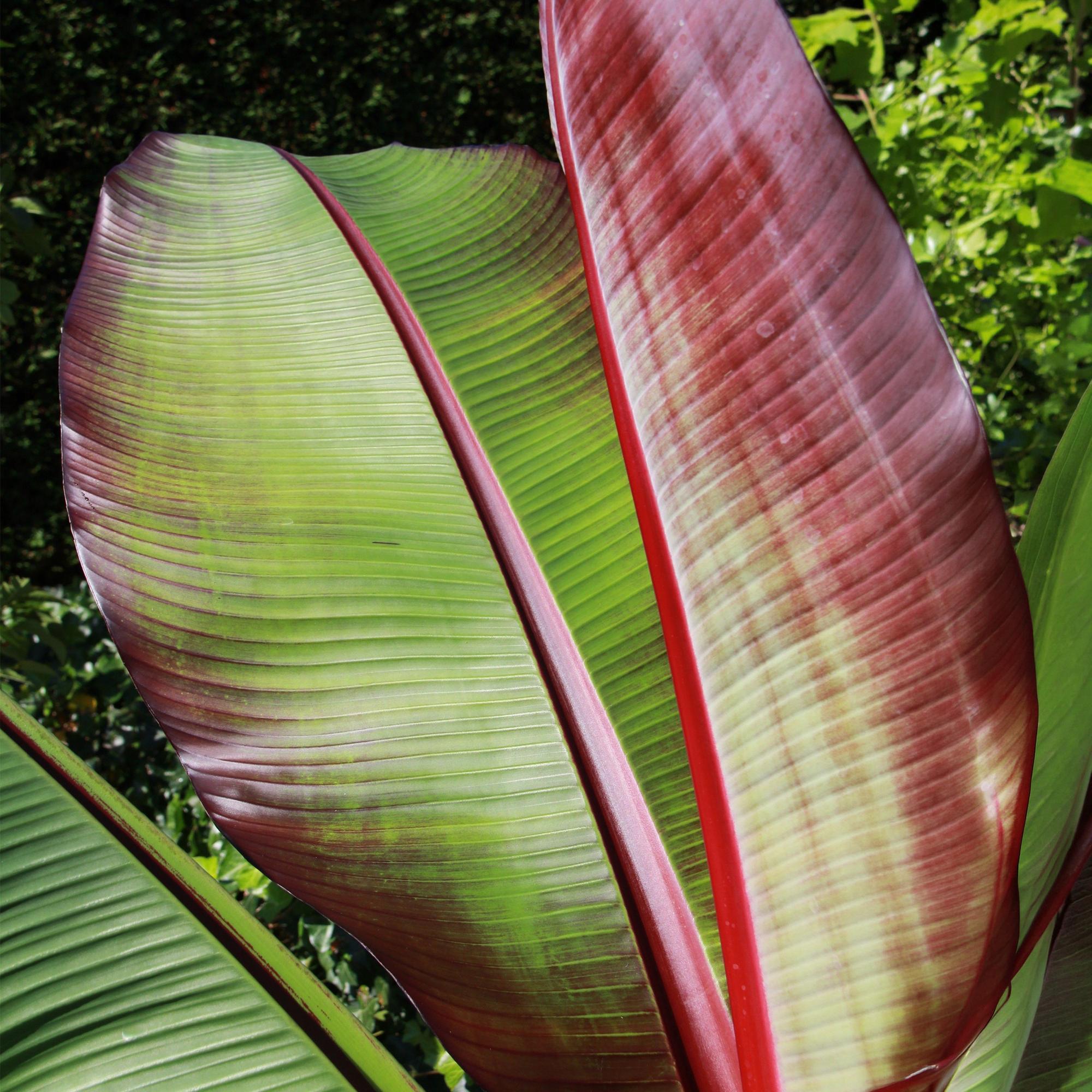 Musa ensete Maurelli - Bananenboom - Winterhard - Rood-Groen - 1 Planten - Pot 21cm - Hoogte 90cm