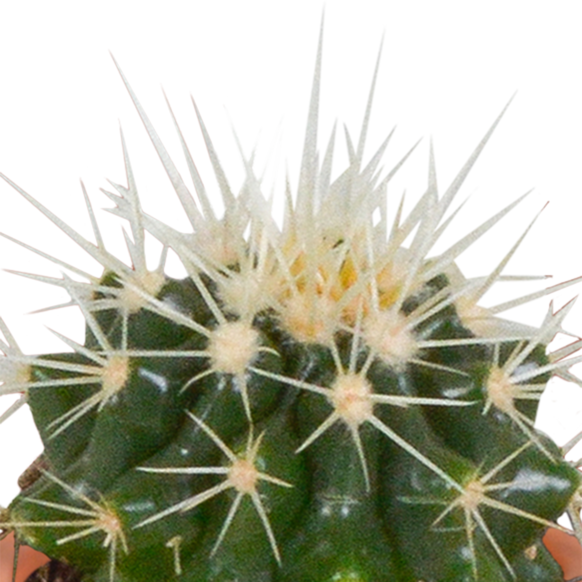 Cactus and succulent mix 5.5 cm | 15 pieces - without pot