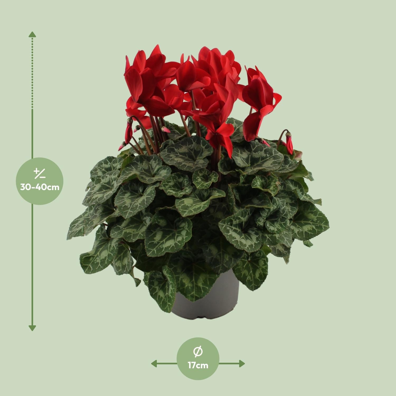 Cyclamen rouge - Ø17cm - ↕40cm
