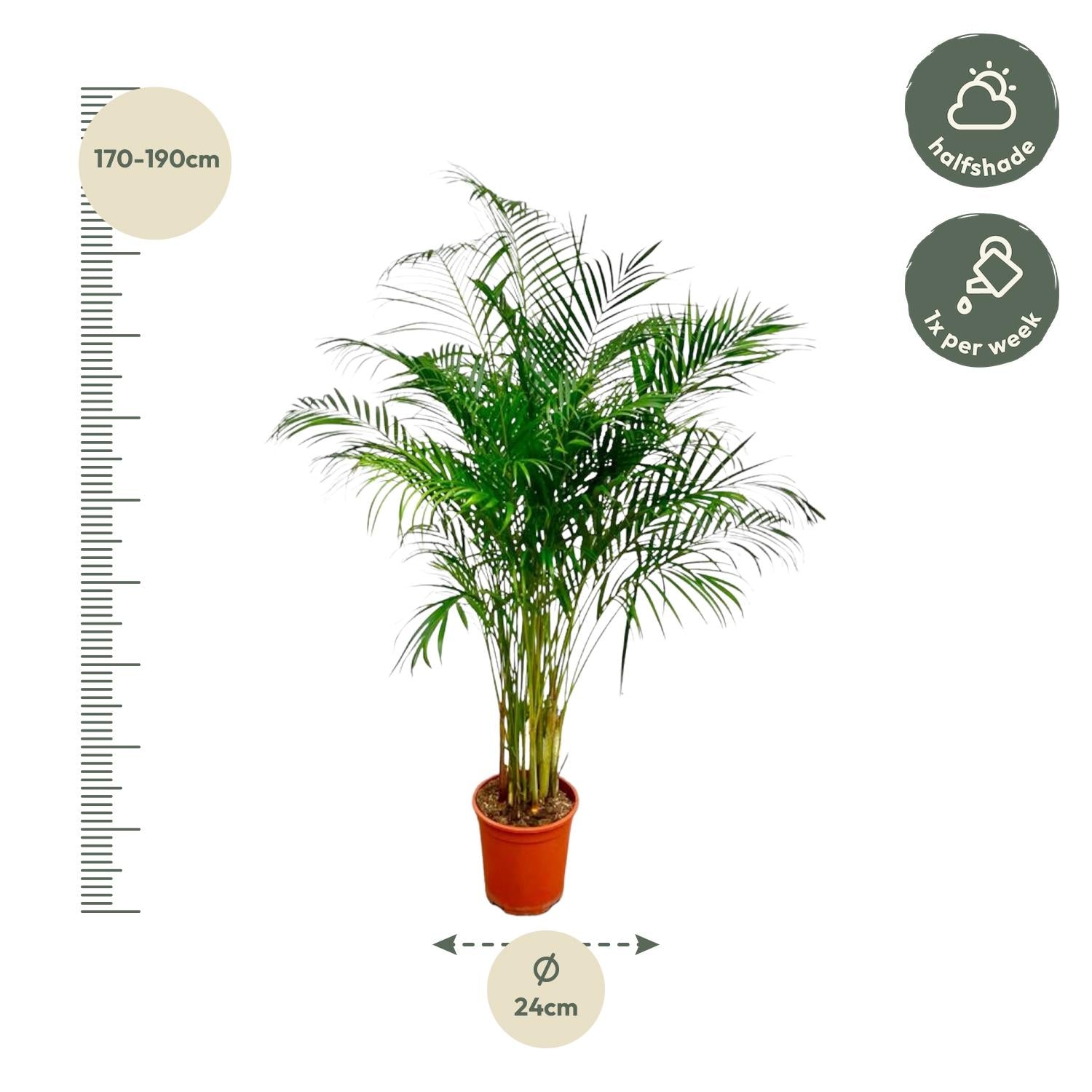 Dypsis lutescens (Areca-Palme) - 180 cm - ø27
