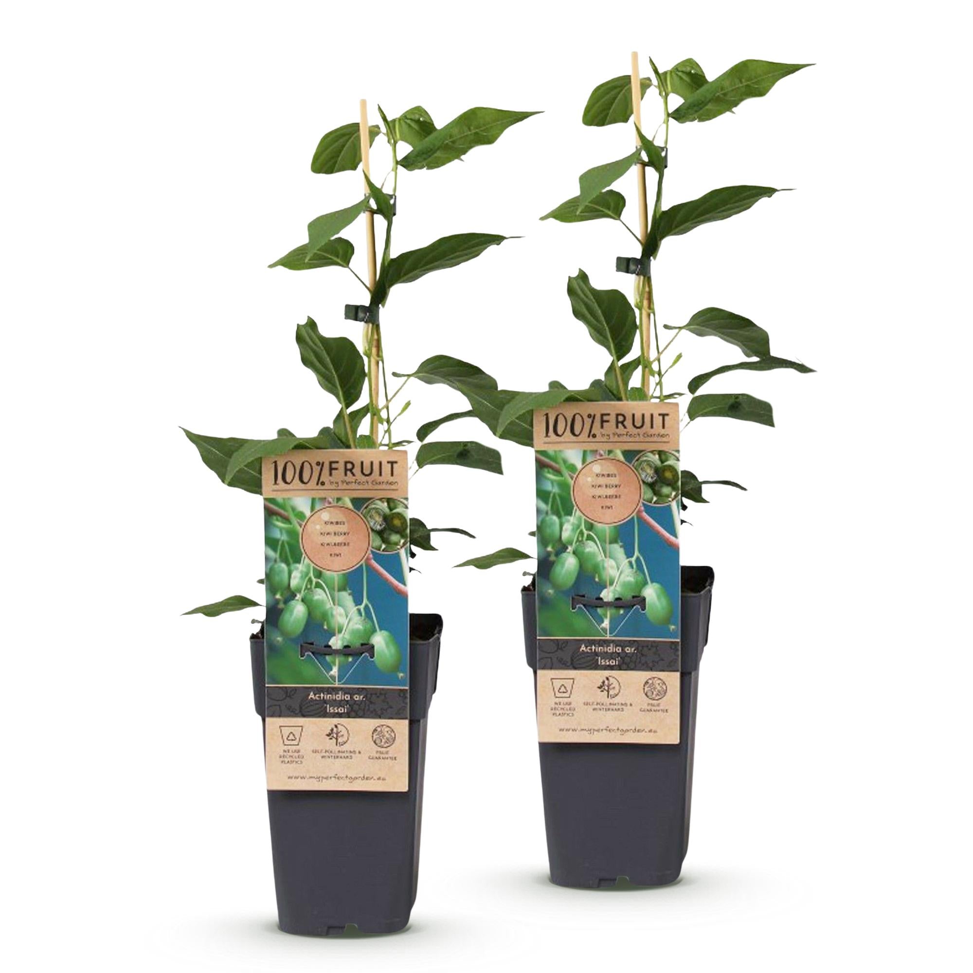 Acitinidia arguta Issai - Kiwiplant - Zelfbestuivend - Groene Vrucht - 2 Planten - Pot 15cm - Hoogte 50cm