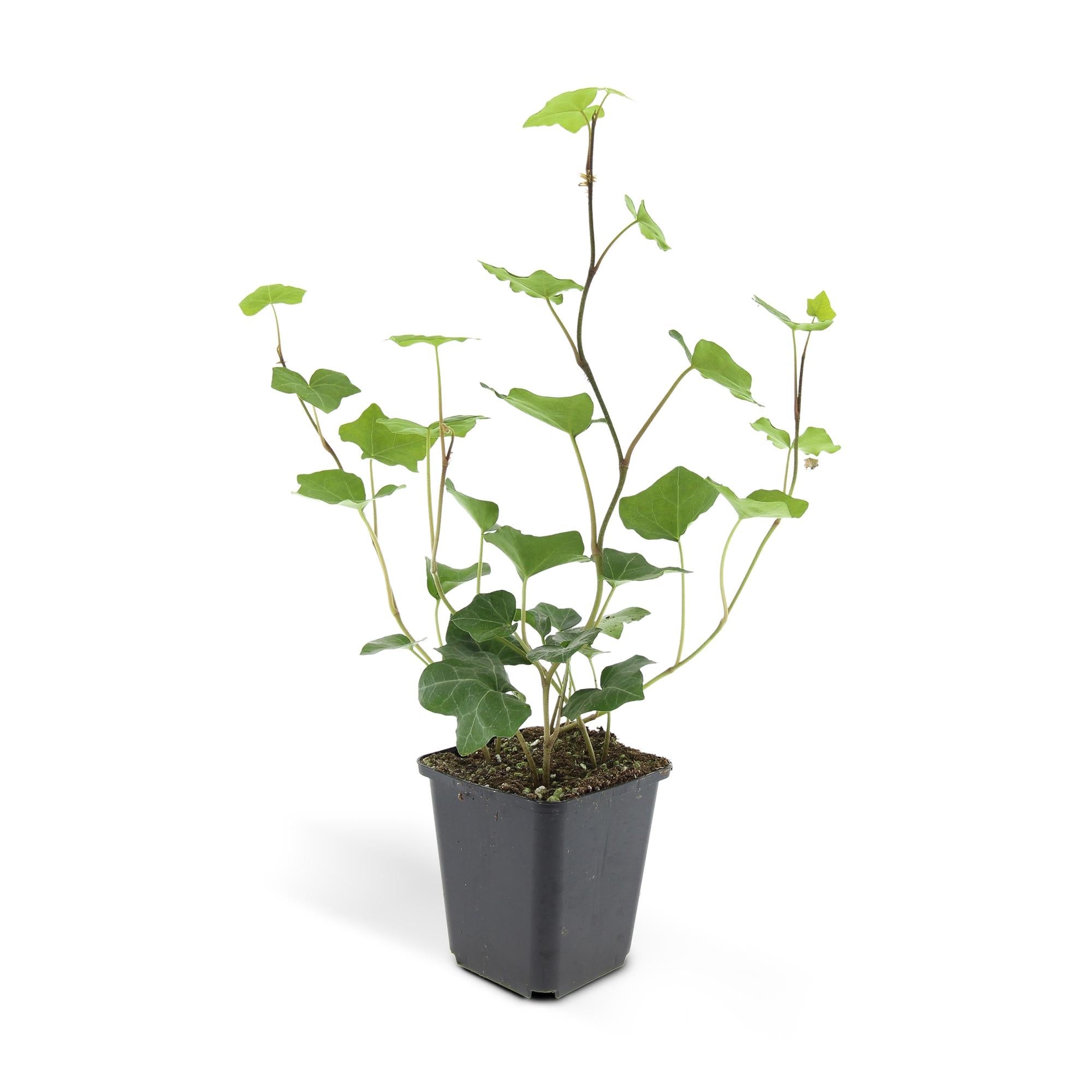 24x Hedera Hibernica - ↕10-25cm - Ø9cm