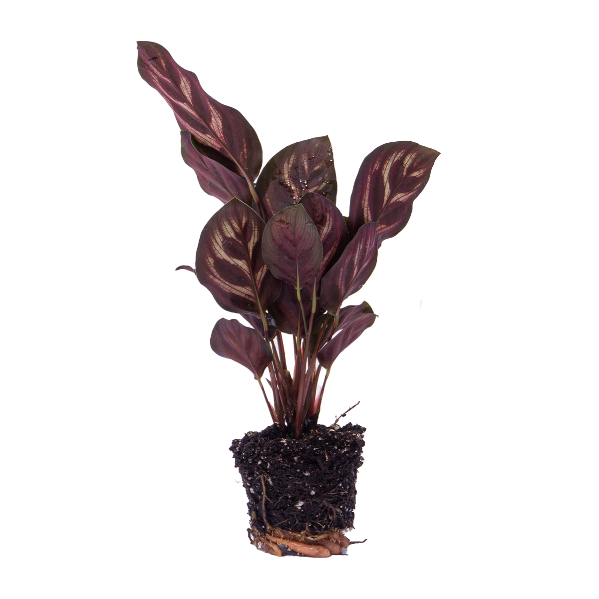 Calathea Makoyana - Plante Paon - Plante pour Terrarium - Pot de 6 pouces