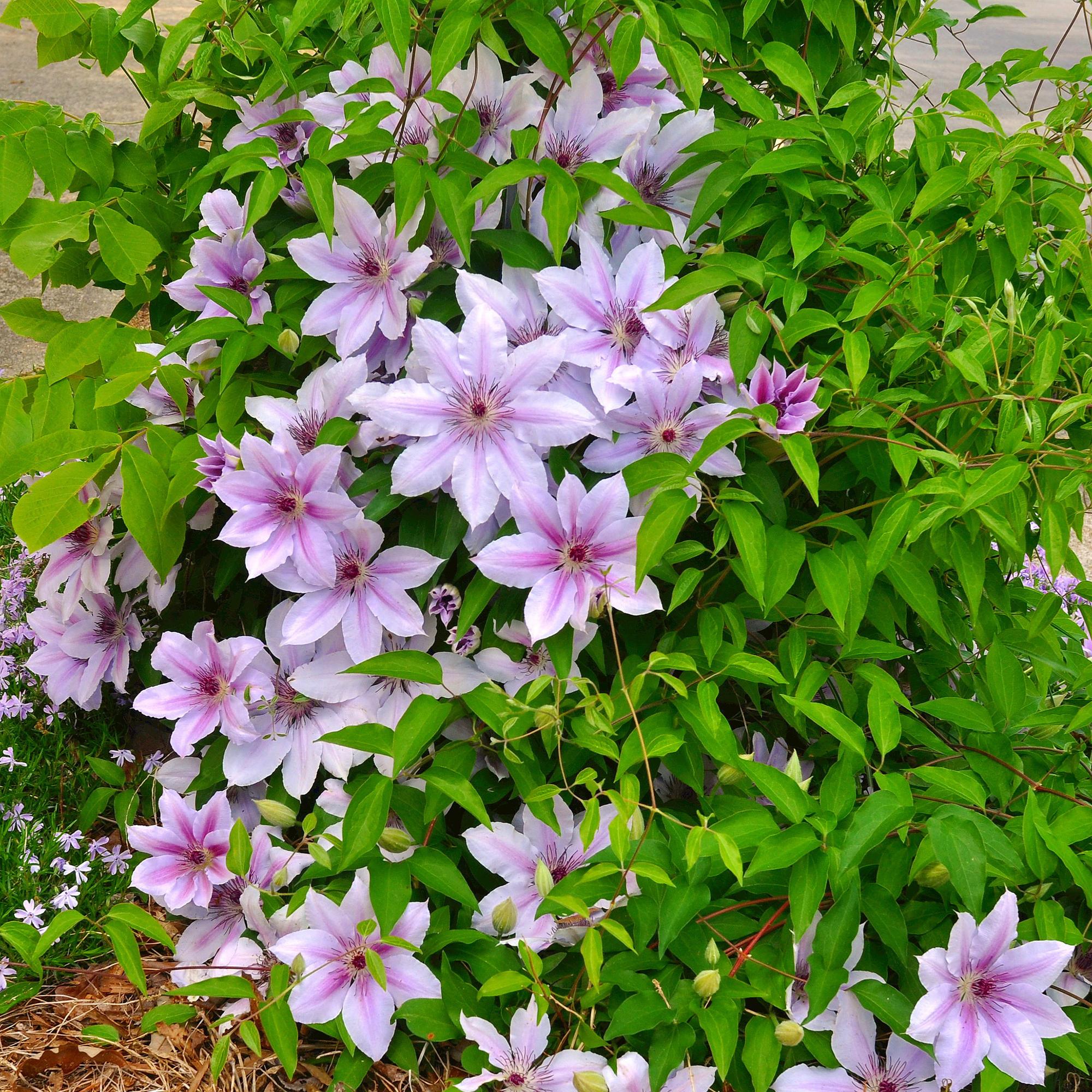 Green boutiQ – Kletterpflanze – Clematis 'Nelly Moser' – Rosa Blüte – Pflegeleicht – 2 Pflanzen – Topf 11 cm, Höhe 40 cm