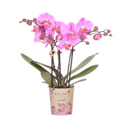 Kolibri Orchids | Purple-pink phalaenopsis orchid pot size Ø9cm | Frederikstad | flowering houseplant - fresh from the grower