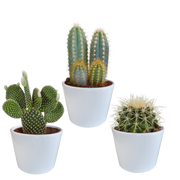Cactus mix 10.5 cm - 3x - in white pot
