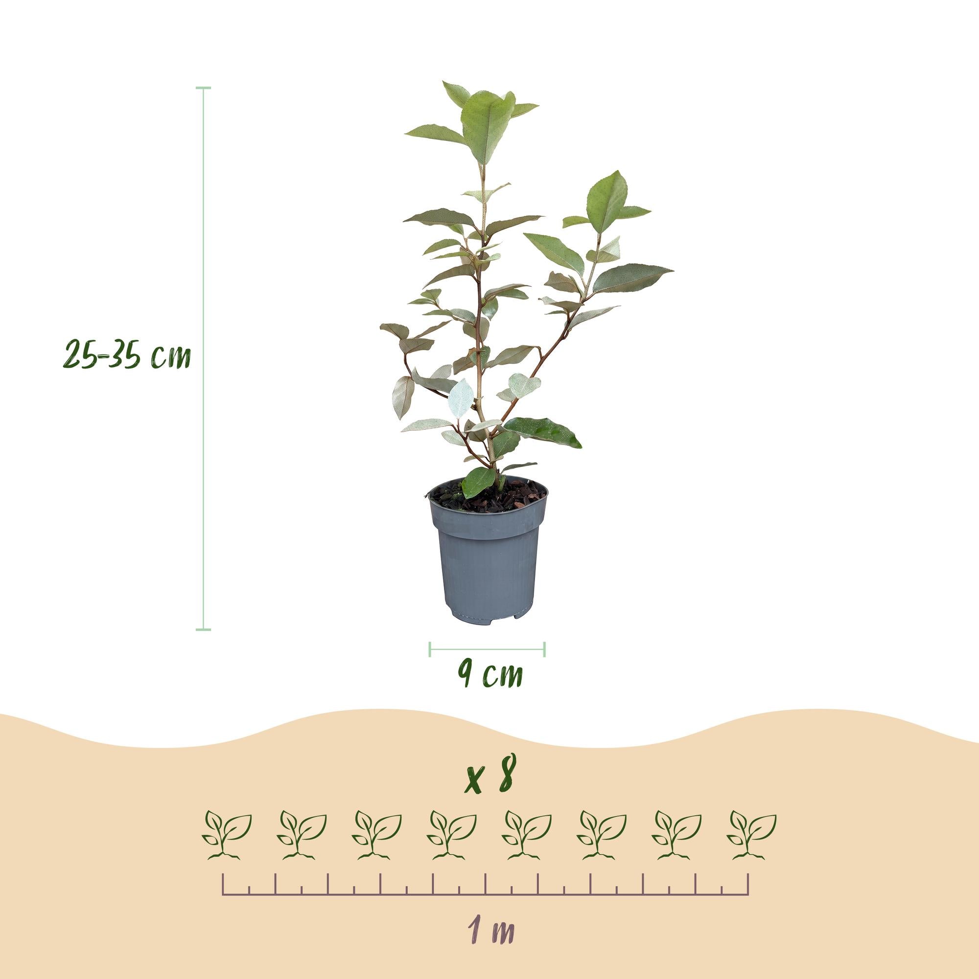 Eleagnus ebbingei Compacta - Olijfwilg 16x - Haagplanten - Groenblijvend - Grijs - Pot 9cm - Hoogte 25-35cm
