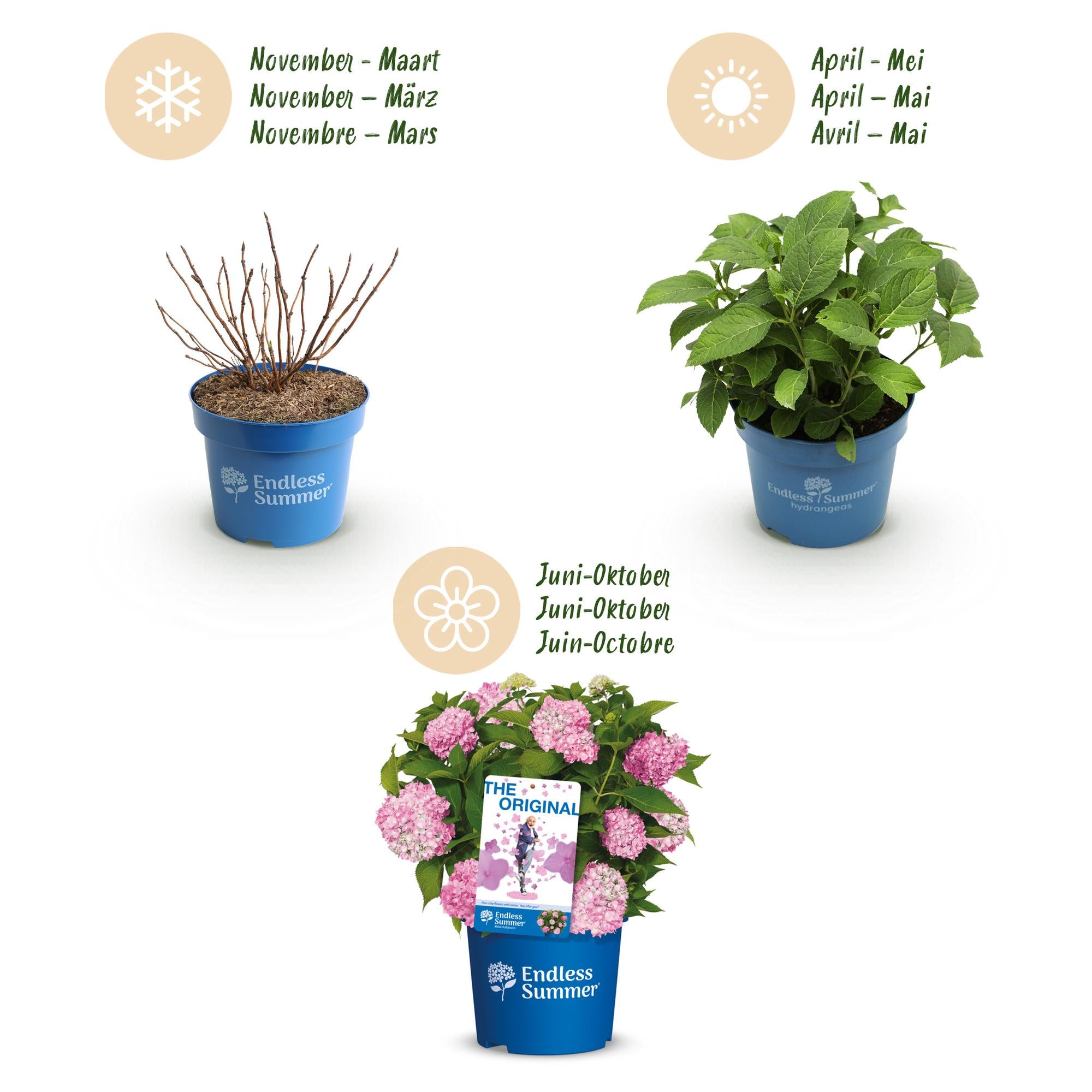 Hydrangea Endles Summer The Original Pink - Hortensia - Winterhard - Roze - 2 Planten - Pot 14cm - Hoogte 20-25cm