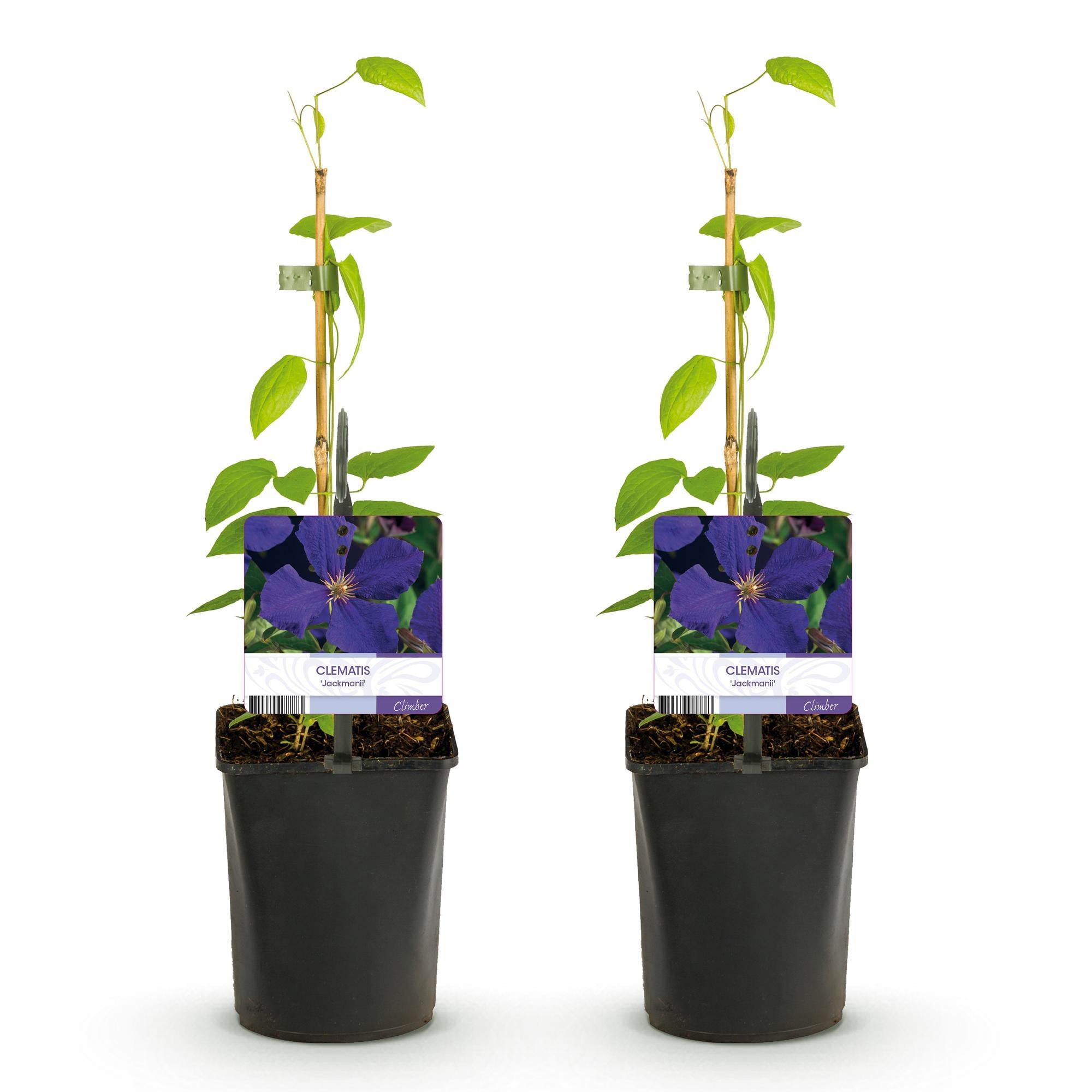 Clematis Jackmanii - Bloem Blauw - Weinig onderhoud -2 planten -  Pot 11cm Hoogte 40cm