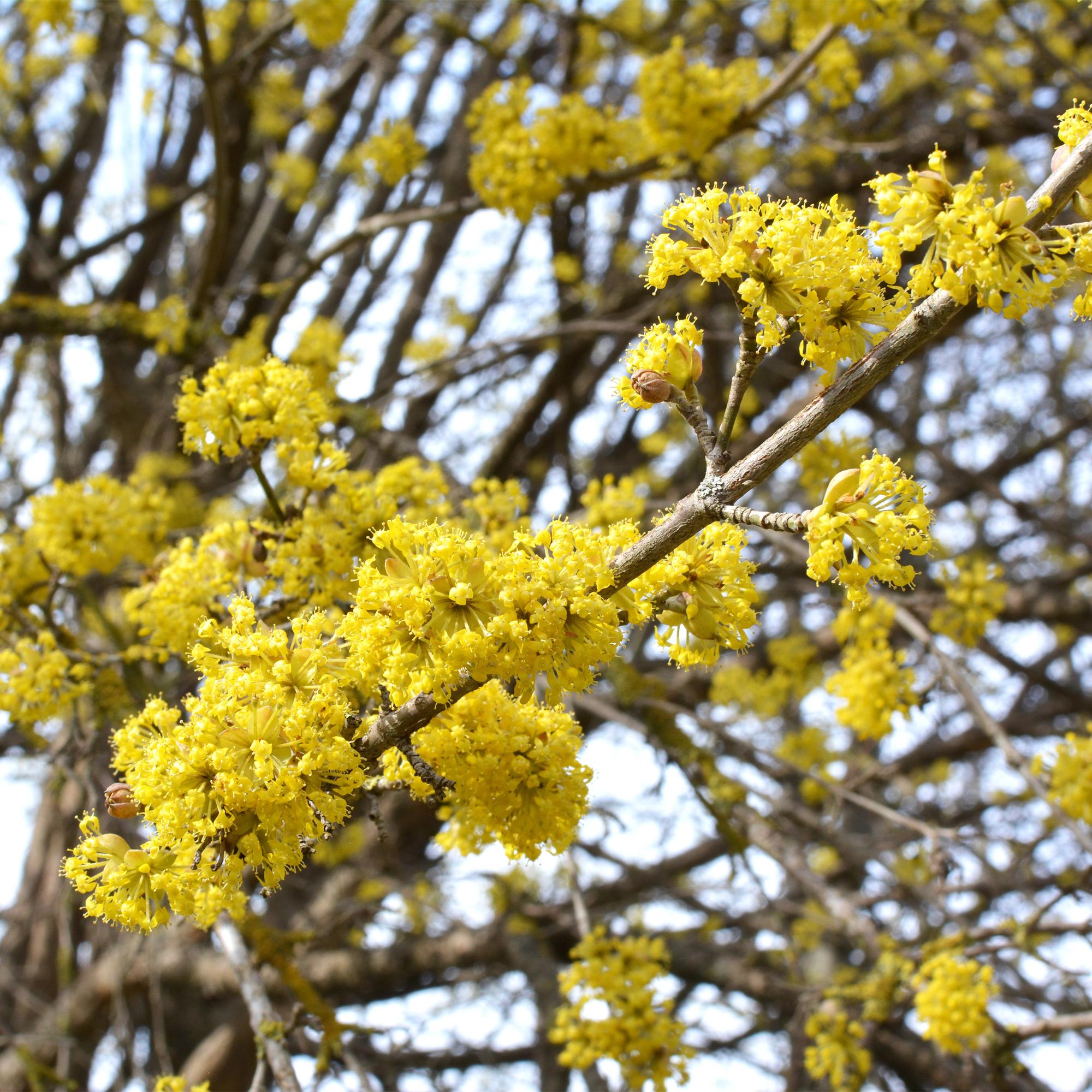 Cornus mas - Bloem Geel - 3 Planten - Bladverliezend - Weinig Onderhoud - Pot 12cm Hoogte 35cm