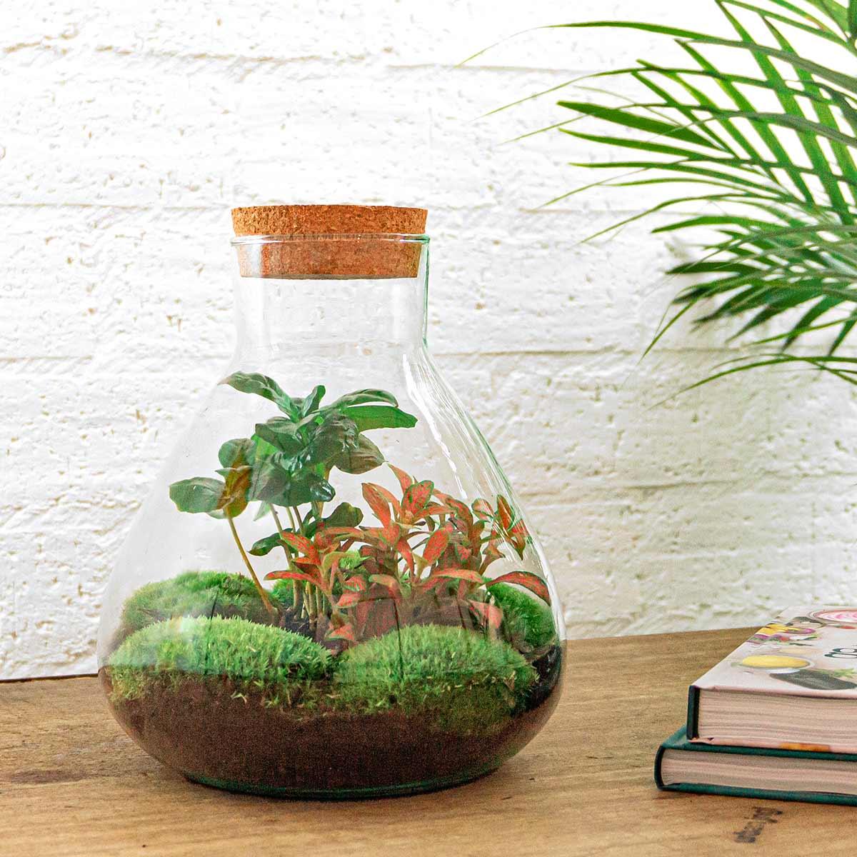 DIY-Terrarium – Sammie Coffea – ↕ 27 cm – Rechen + Schaufel + Pinzette