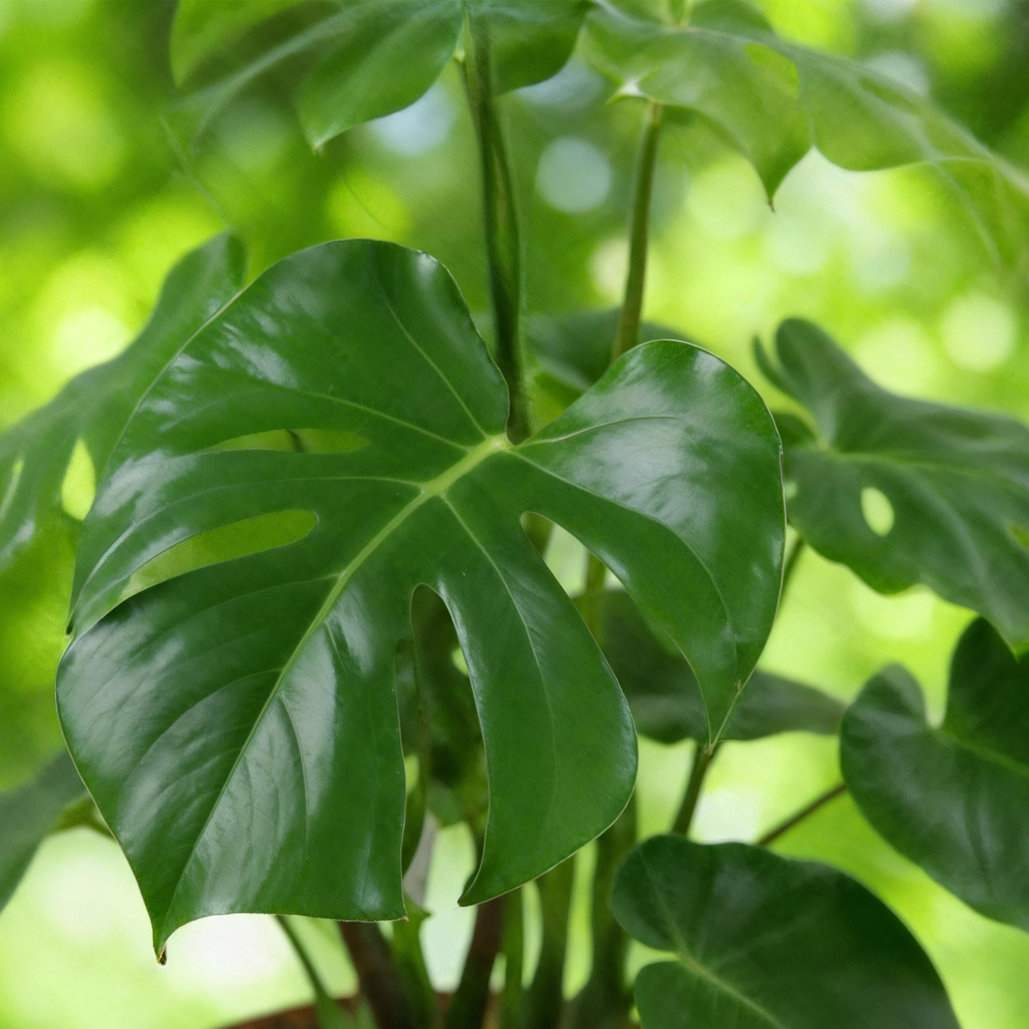 Monstera Deliciosa - Gatenplant -Pot 17cm - Hoogte 50-55cm