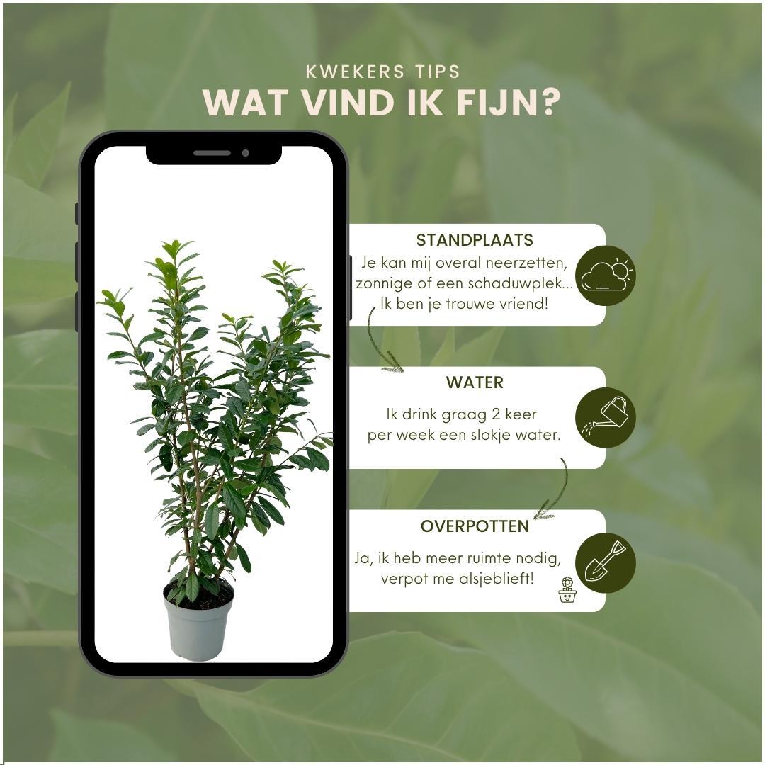 Große Kirschlorbeerpflanzen Novita für 10 laufende Meter Hecke | - 15L - 20x | ↨ 125-150 cm