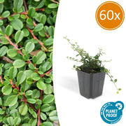 60x Cotoneaster pr. 'El hallazgo de Streib' - ↕10-25cm - Ø9cm
