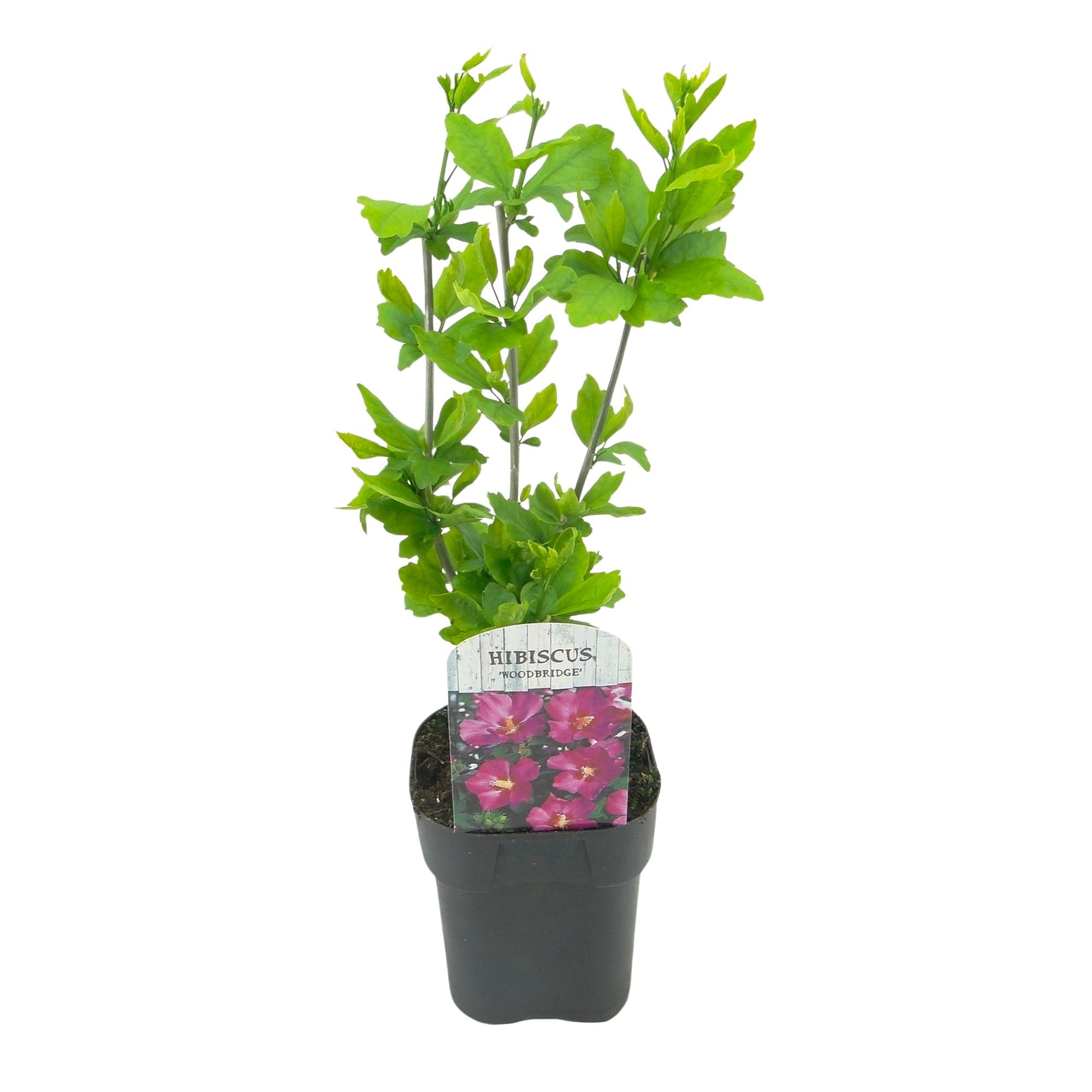 Green boutiQ – Sträucher – Hibiscus syriacus 'Woodbridge' – Blüte: Rosa – 1 Pflanze – Laubabwerfend – Pflegeleicht – Topf: 17 cm, Höhe: 45 cm