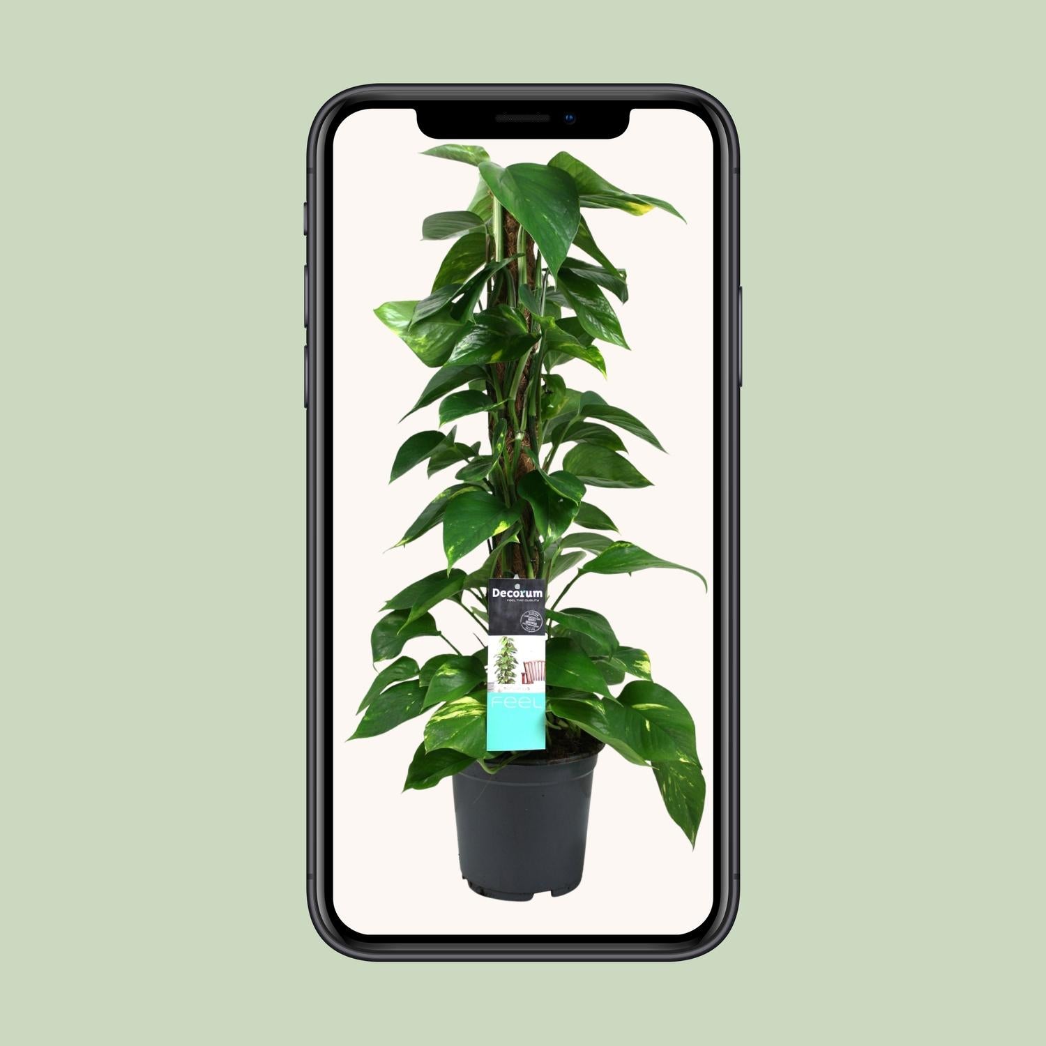 Scindapsus (Epipremnum) - Ø19 cm - ↕80 cm