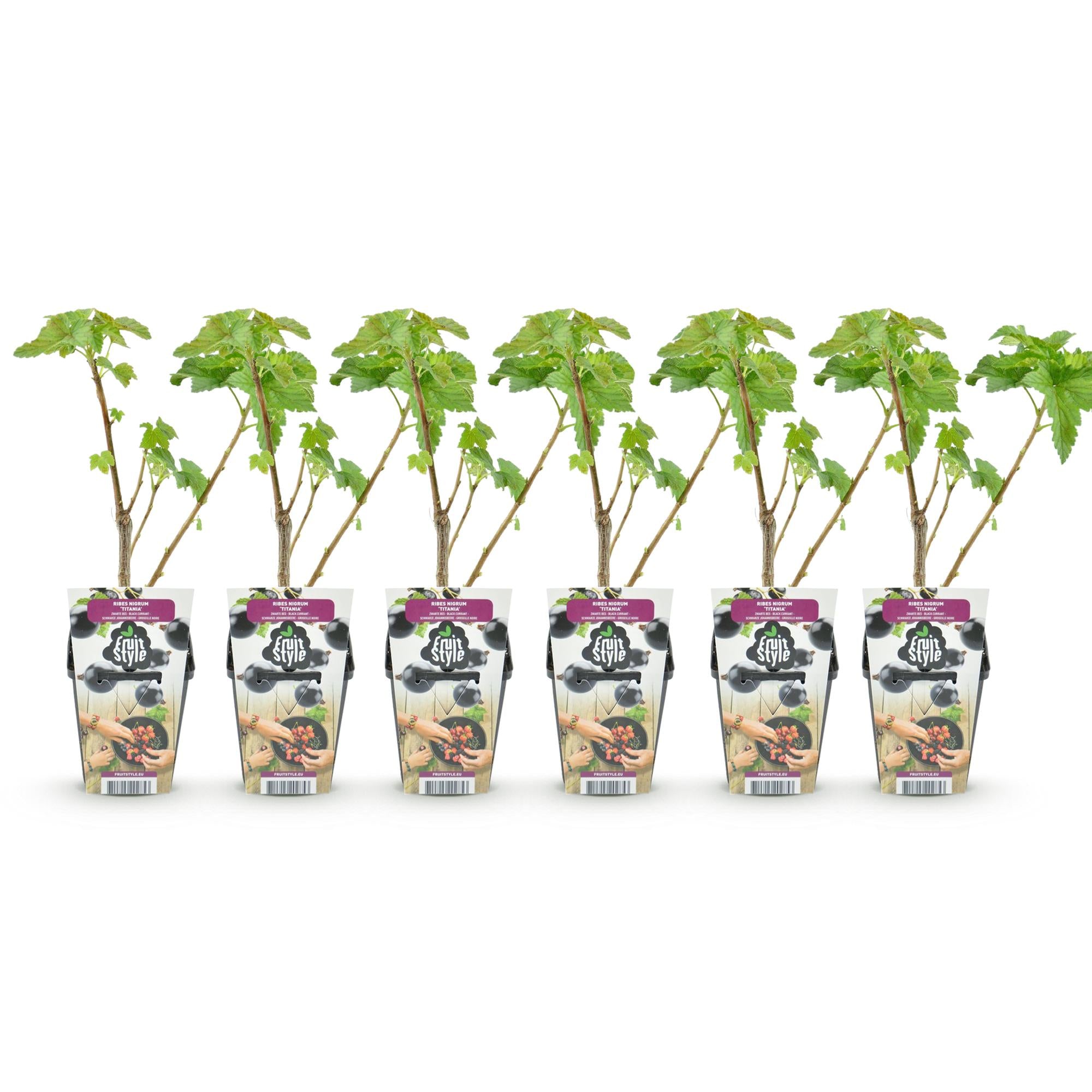 Zwarte Bes - Ribes nigrum Titania - Winterhard - 6 Planten - Pot 9 cm - Zwarte Bes