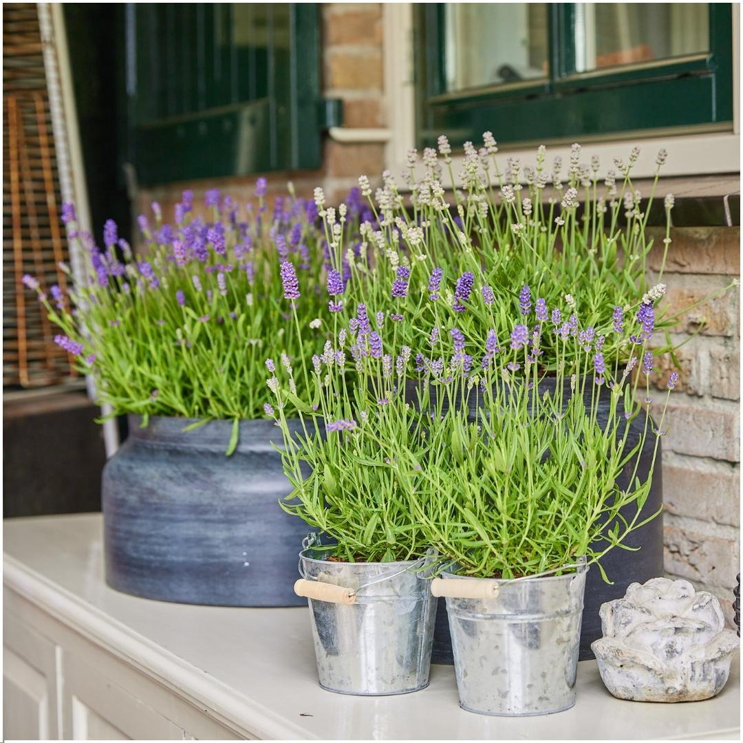 Lavandula angustifolia Felice®  in 'Old Look' sierpot - 13 cm pot - set van 3 echte Lavendels in Sierpot