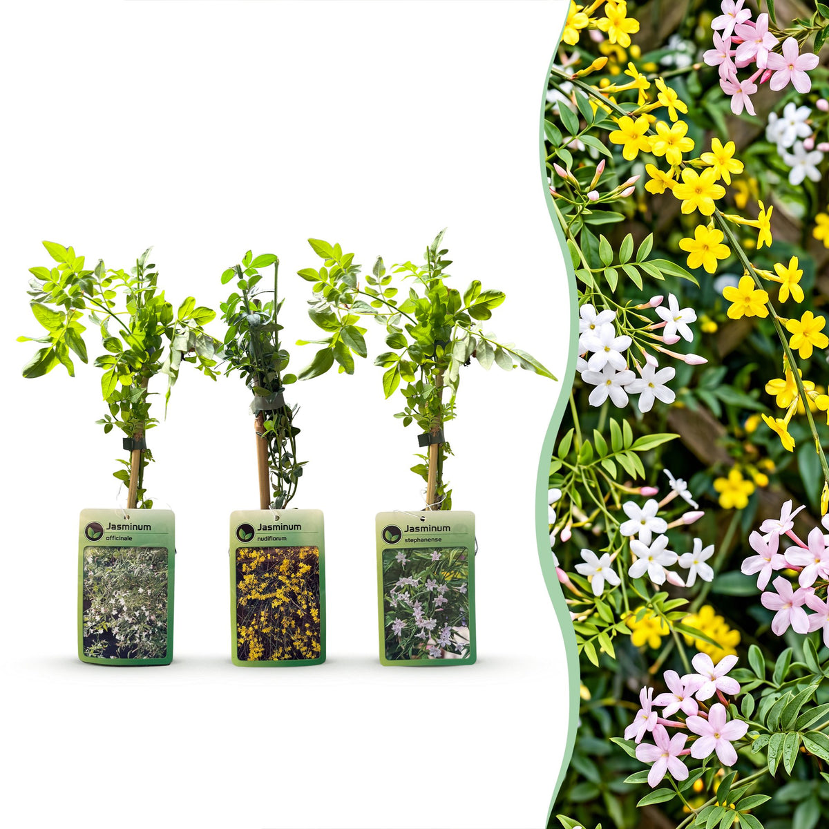 Jasminum Tricolour - Driekleurige jasmijn 9x - Geel - Wit - Roze - Klimplant - Ø9cm - ↕35cm