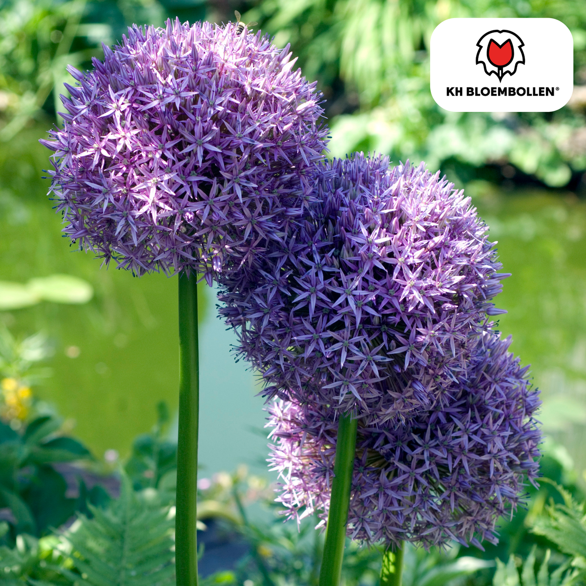 Allium Globemaster 5 Stück