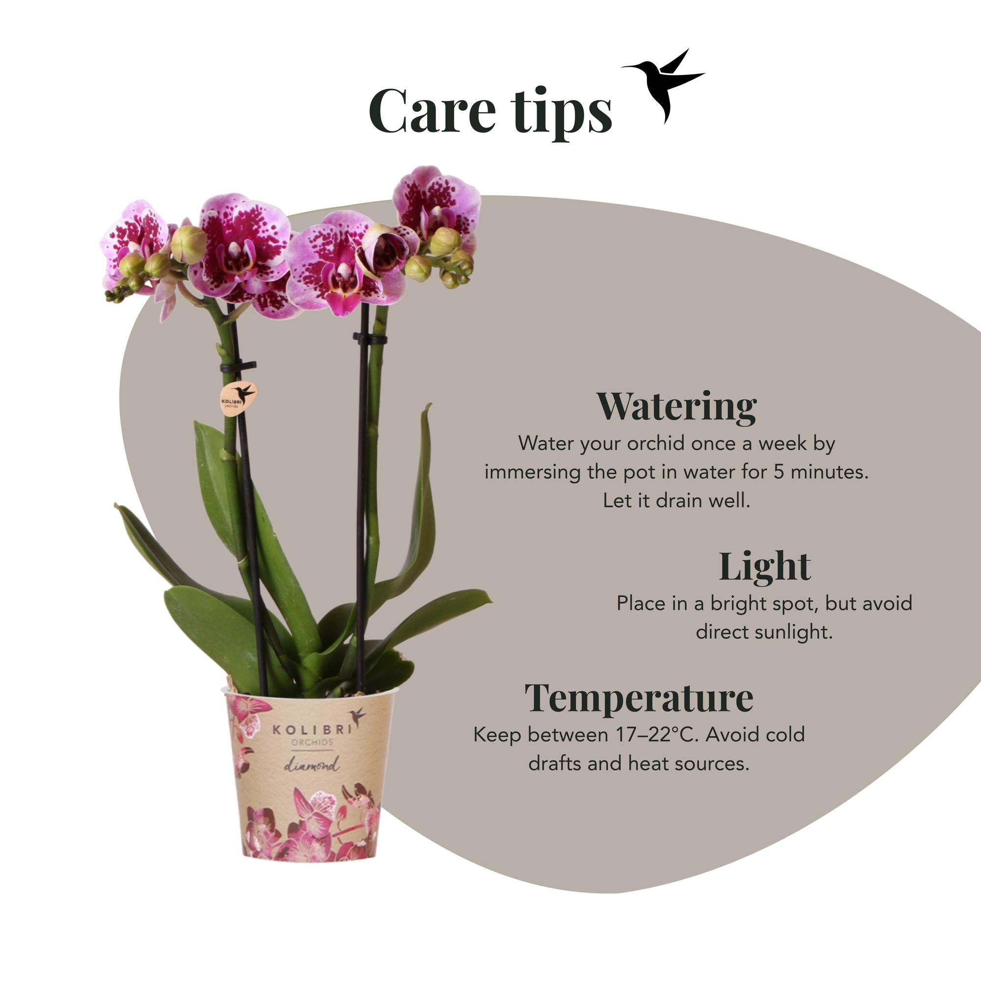 Kolibri Orchids | Roze paarse phalaenopsis orchidee potmaat Ø9cm | El Salvador | bloeiende kamerplant - vers van de kweker