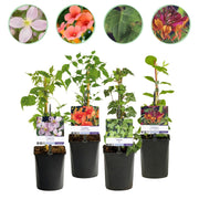 Klimplanten Rainbow - Clematis montana Rubens  Hedera helix lonicera Goldflame Campsis madame Galen   - Jaarrond kleur - 4 planten - Pot 11cm Hoogte 40cm