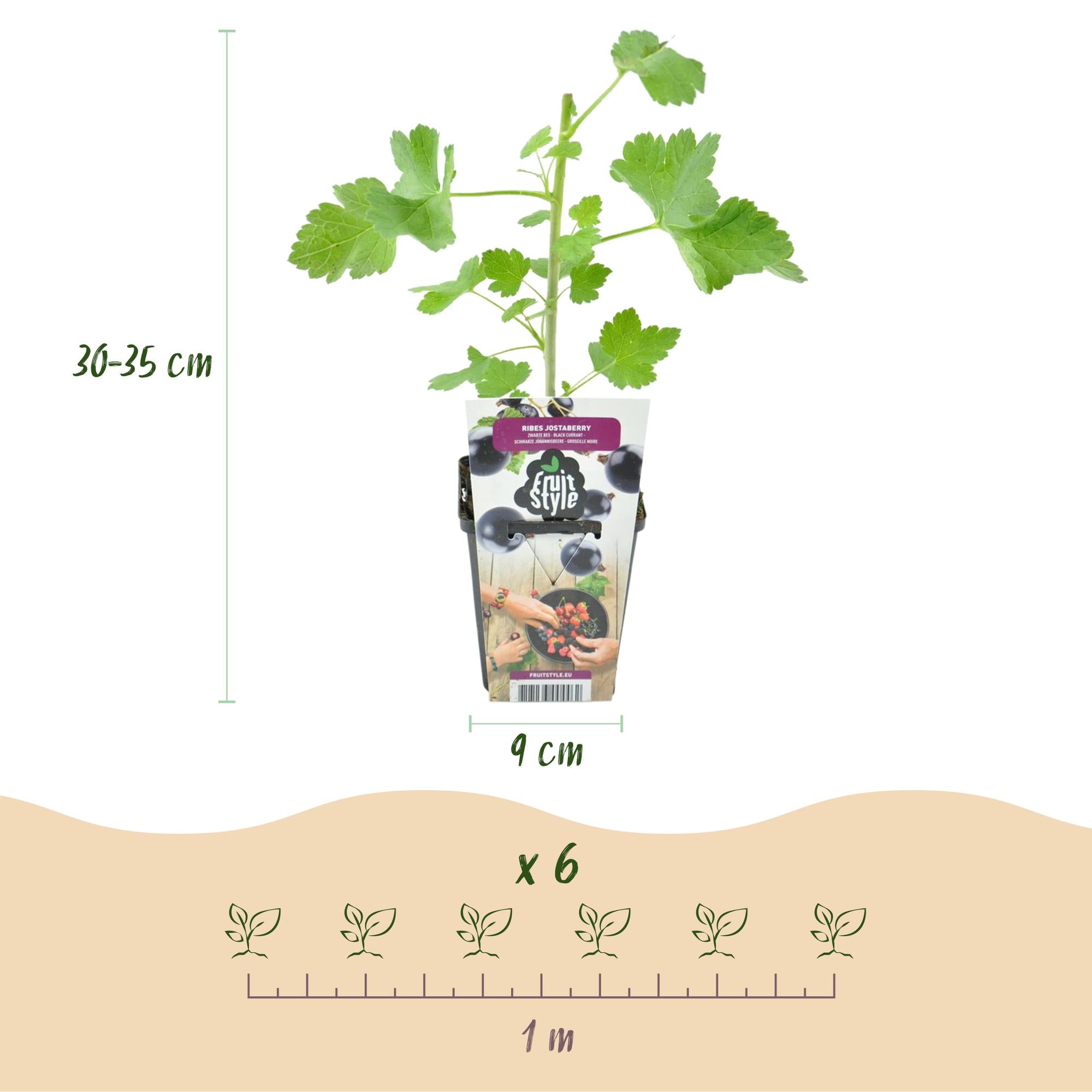 Jostabes - Ribes Jostabes - Winterhard - 3 Planten - Pot 9 cm - Zwarte Bes