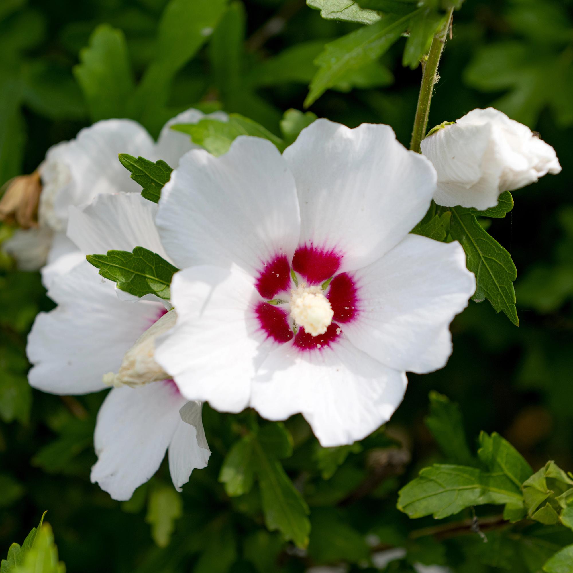 Hibiscus syriacus Red Heart - Tuin Hibiscus - Winterhard - Wit - Rood - 3 Planten - Pot 17cm - Hoogte 45cm