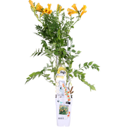 Campsis Summer Jazz « Trompette dorée » - Ø15cm - ↕65cm