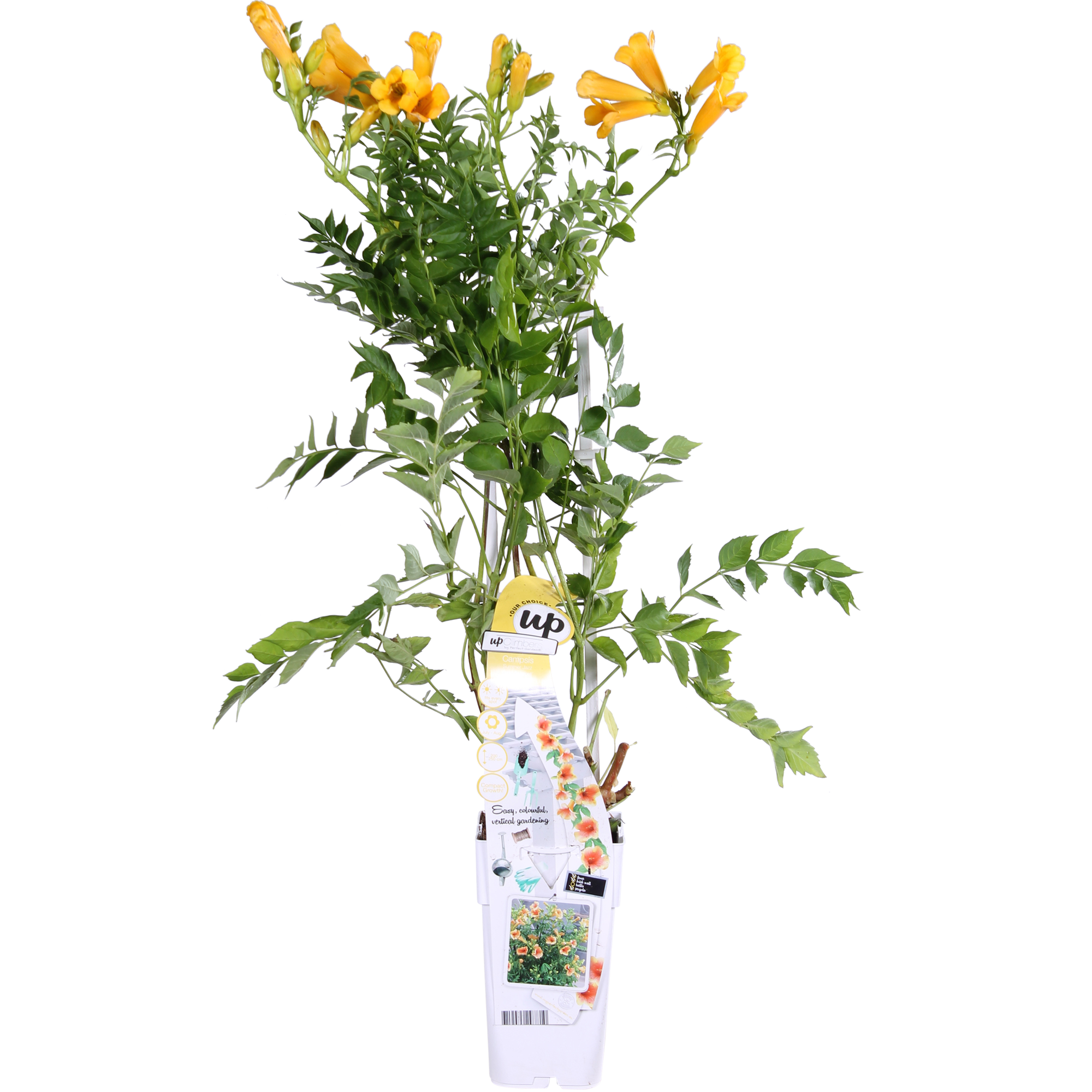 Campsis Summer Jazz « Trompette dorée » - Ø15cm - ↕65cm