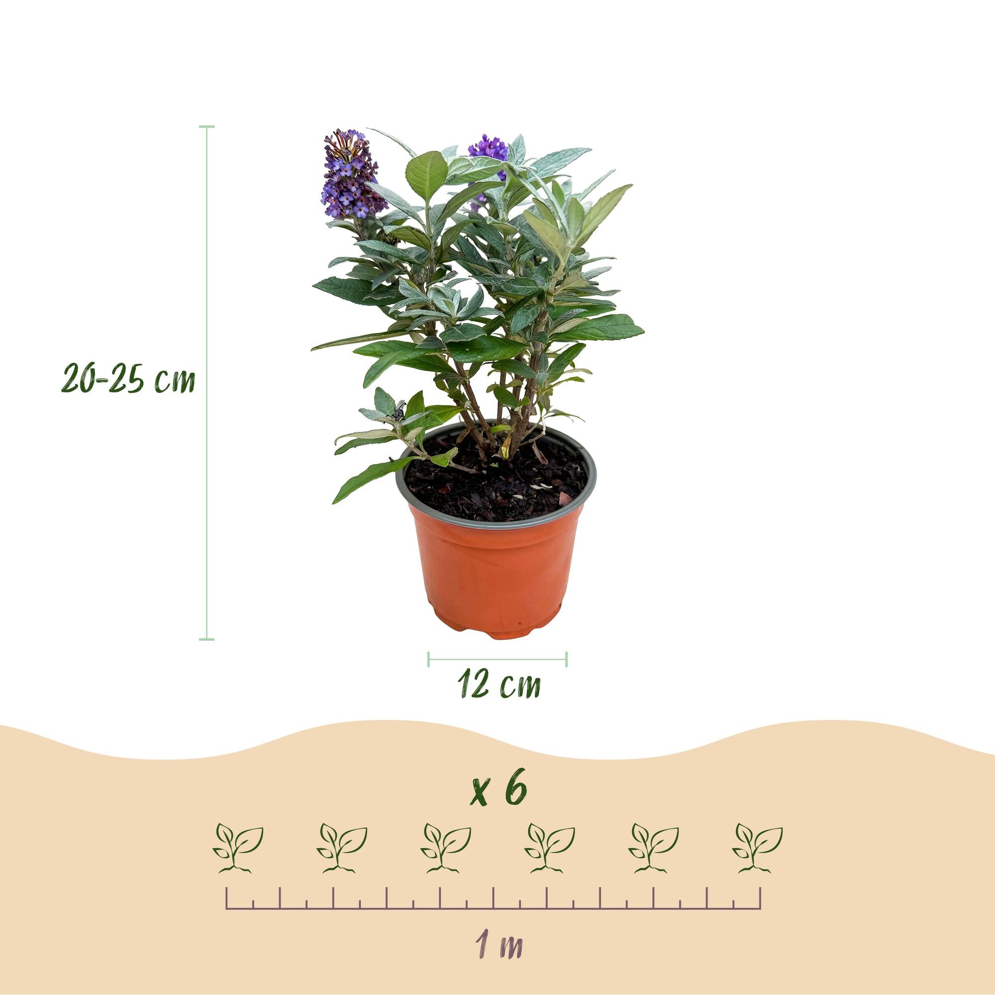 Buddleja davidii Butterfly Candy Little Lila - Vlinderstruik - Compact - Lila - 3 Planten - Pot 12cm - Hoogte 20-25cm
