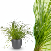 Cyperus alternifolius Zumula - Kattengras - Huisdiervriendelijke Plant - Groen - 1 Plant - met Potter Grijs - Pot 12cm - Hoogte 20cm