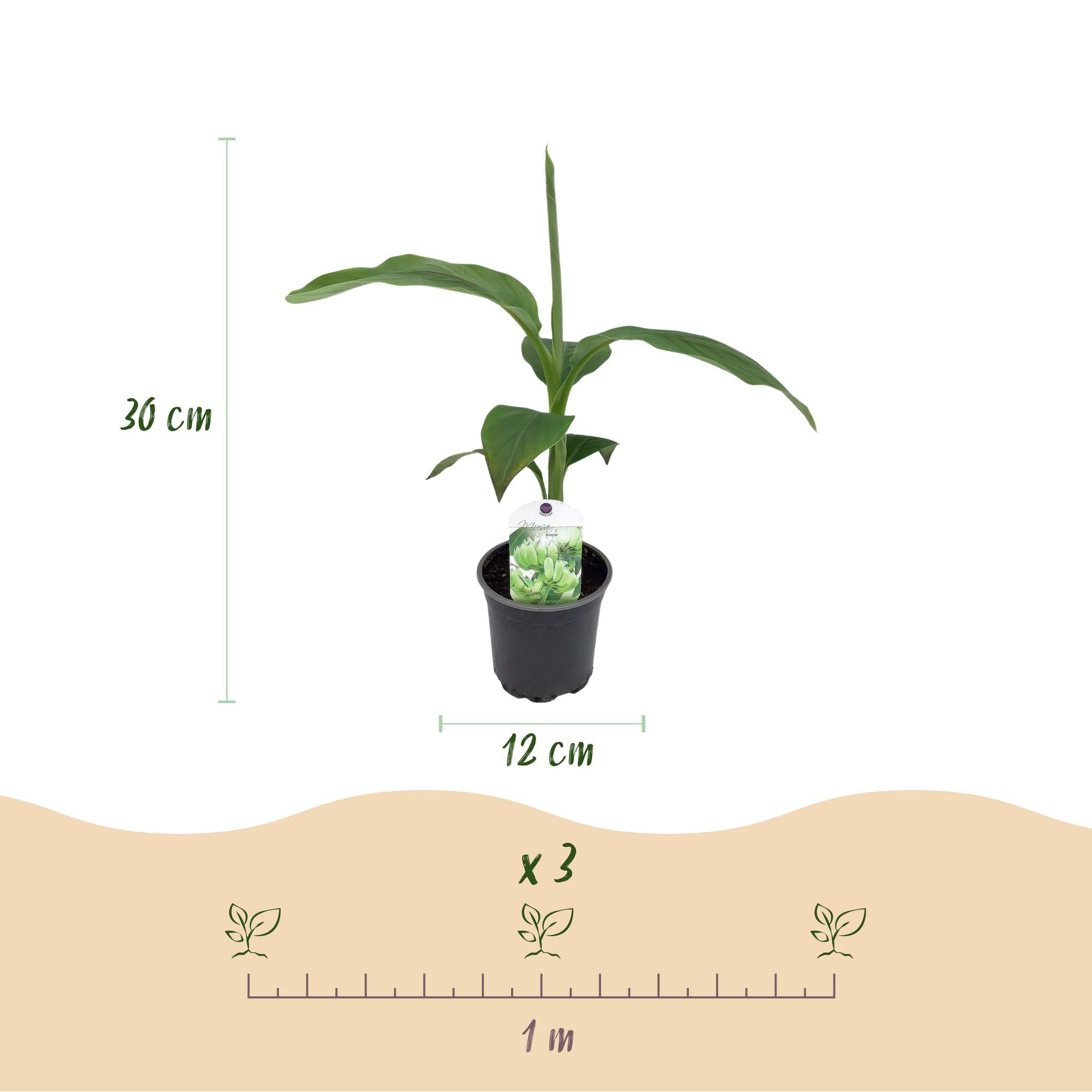 Bananen plant - Musa Basjoo - Winterhard - 4 planten - Pot 12cm Hoogte 30cm
