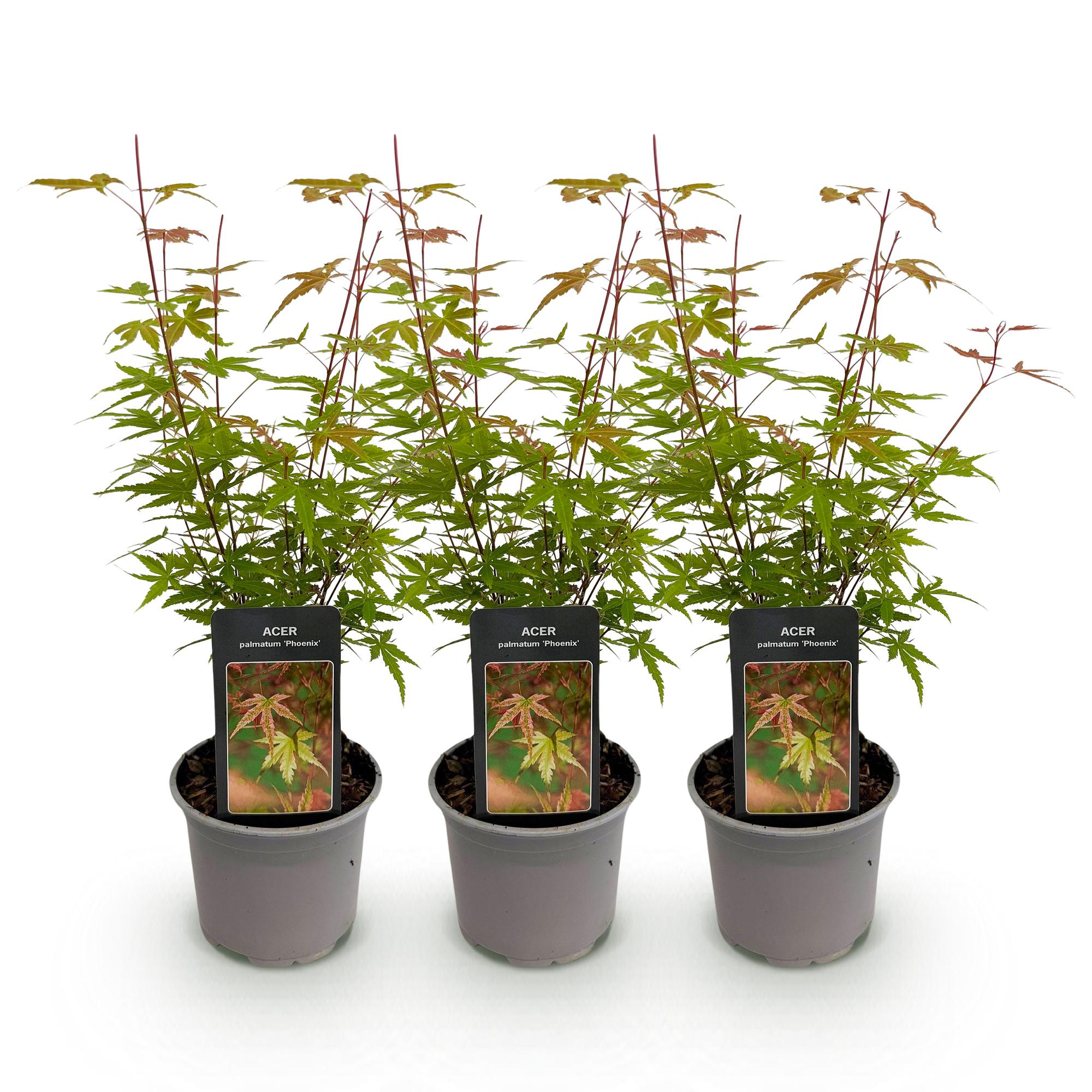 Acer palmatum Phoenix - Roze - 3 Planten - Bladverliezend - Weinig Onderhoud - Pot 12cm Hoogte 35cm