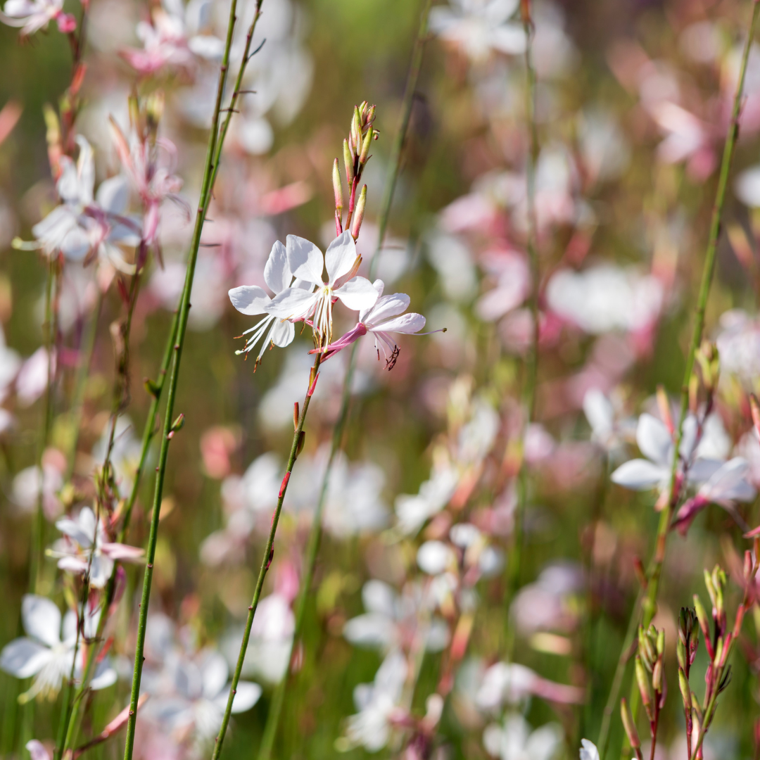 12x Gaura l. 'Whirling Butterflies' - ↕10-25cm - Ø9cm