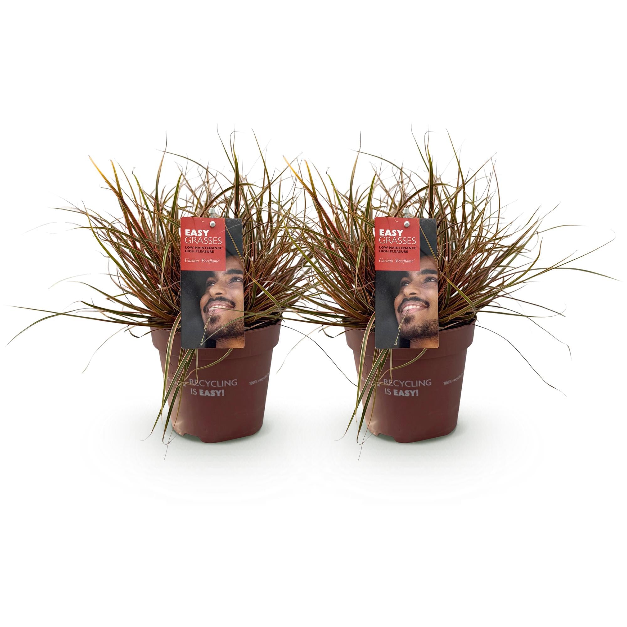 Uncinia rubra Everflame  - Rood - 2 Planten - Bladhoudend - Weinig Onderhoud - Pot 17cm Hoogte 50cm